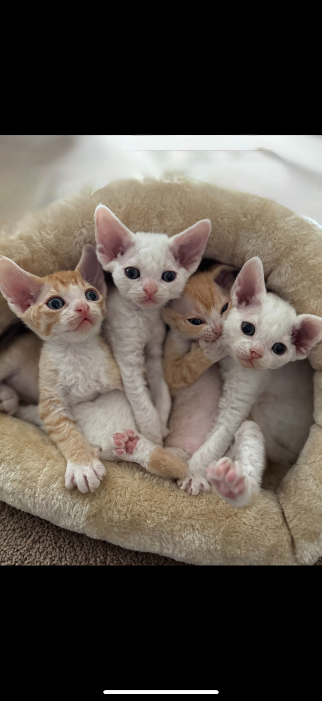 Foursome