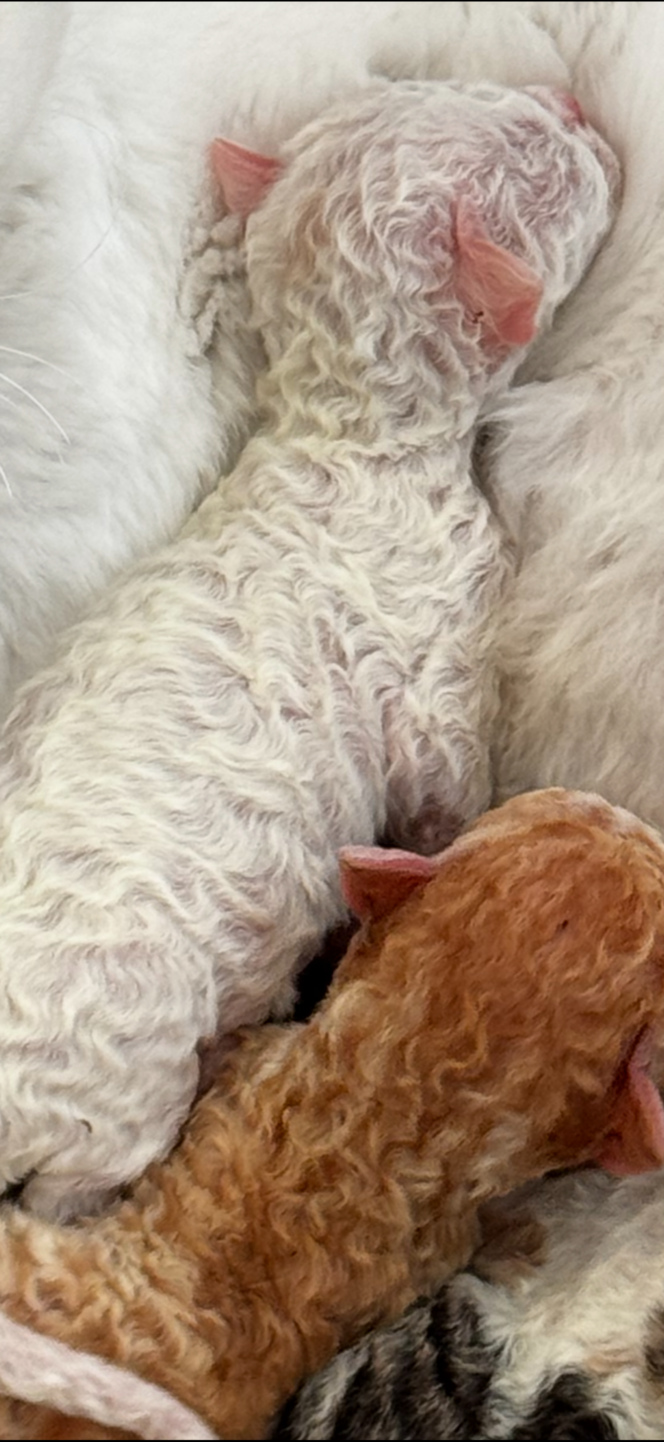Devoncurls