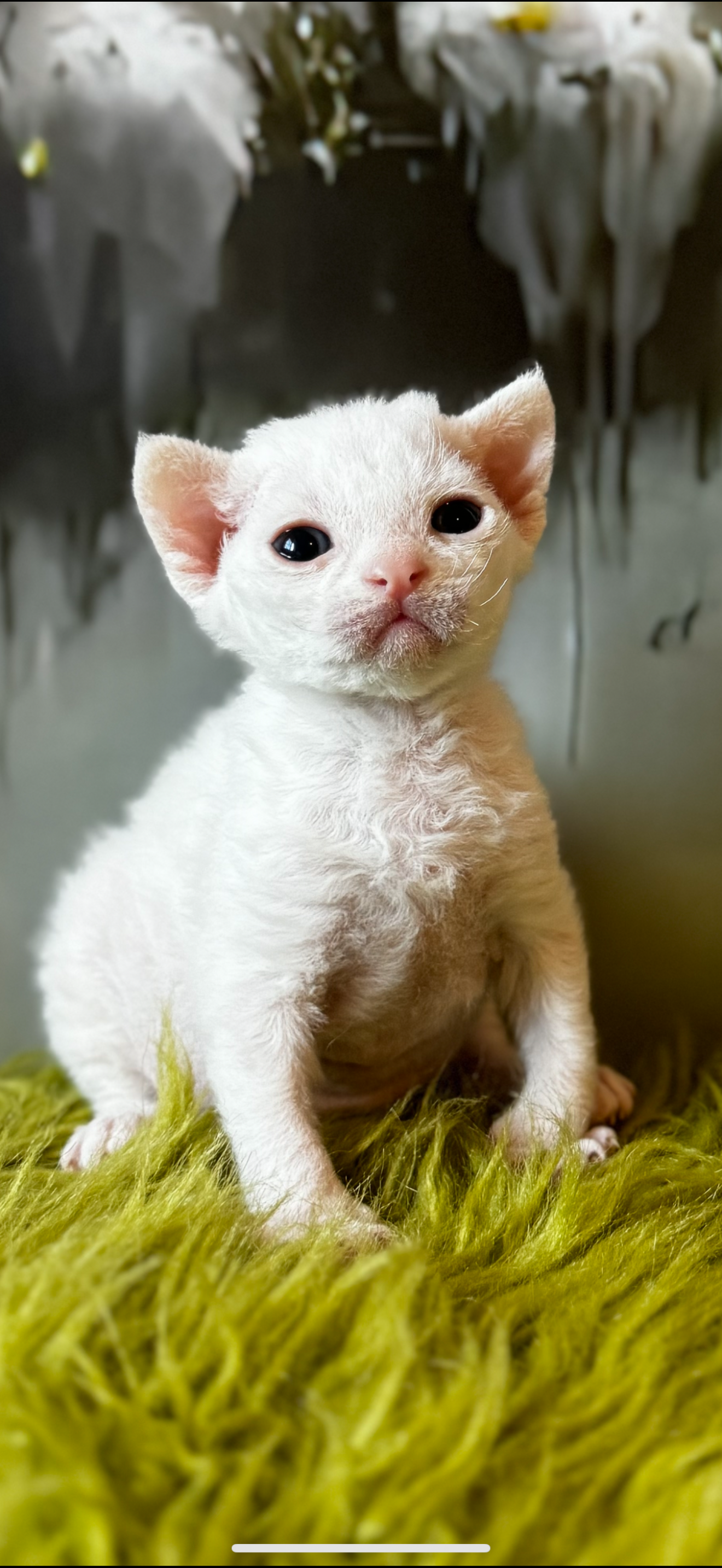 WhiteDevonRex