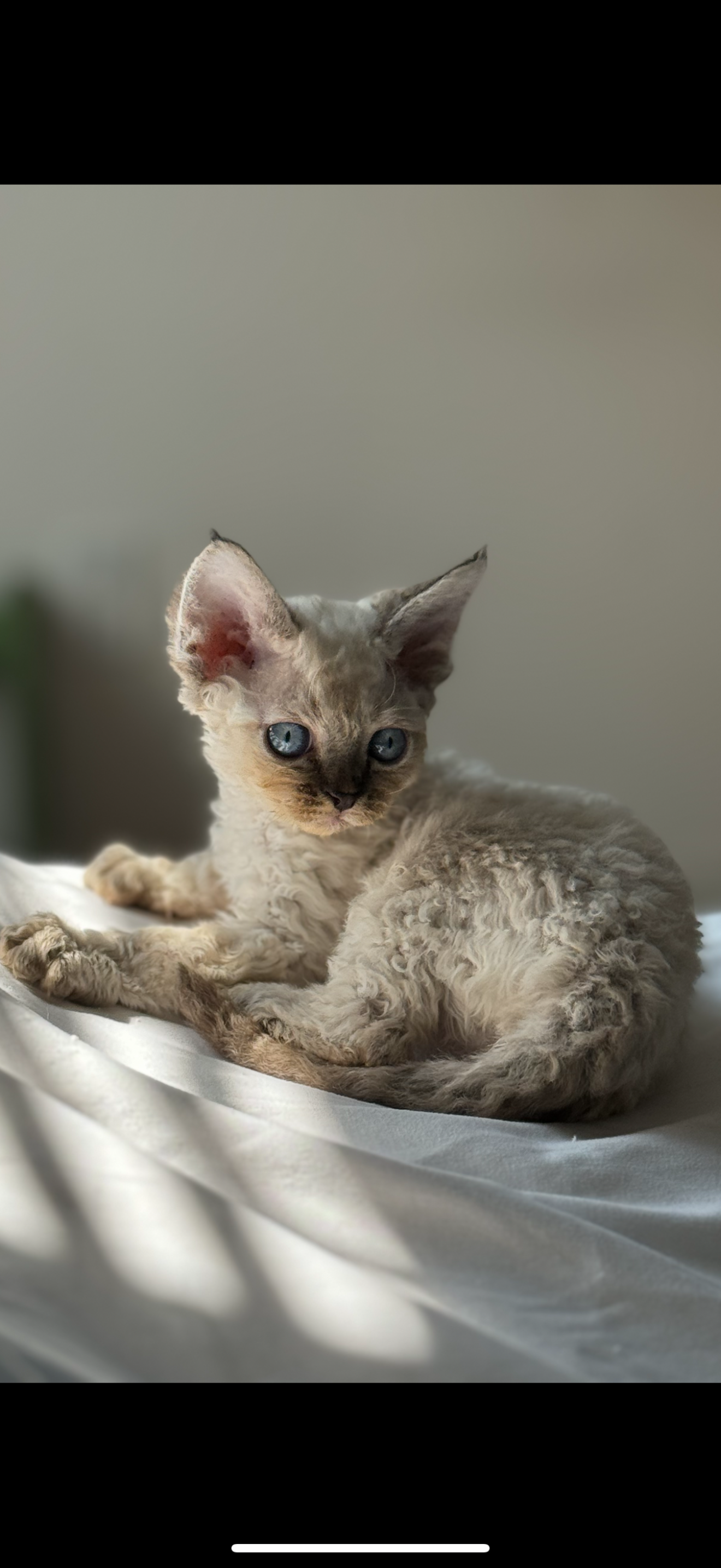 CuteinShadows