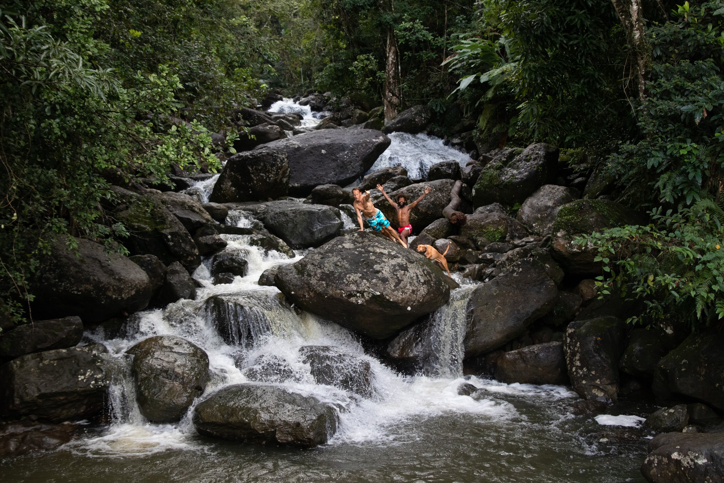 Rainforest.jpeg