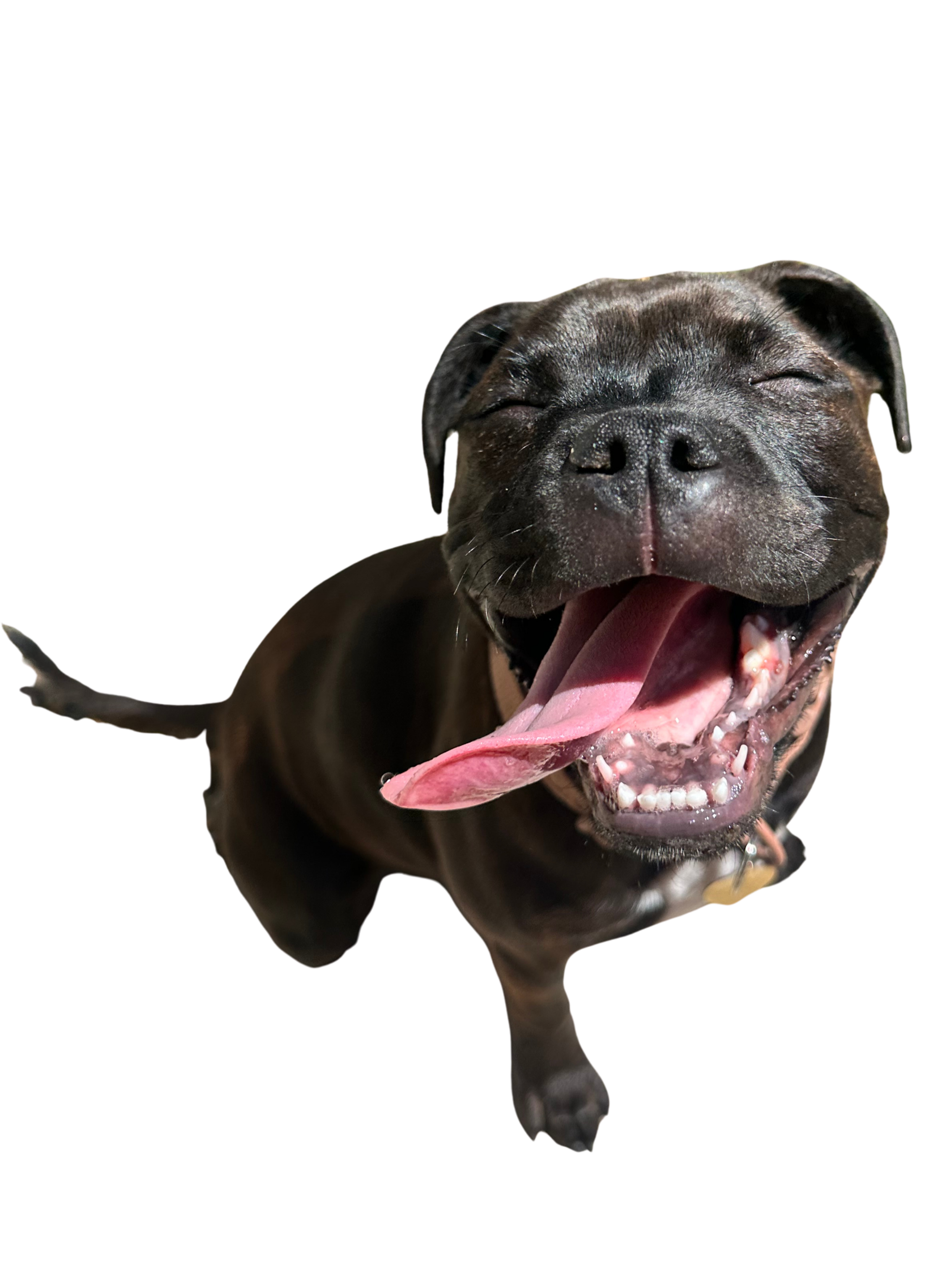 Close-up of a smiling black dog with its tongue hanging out, against a background with color blocks.