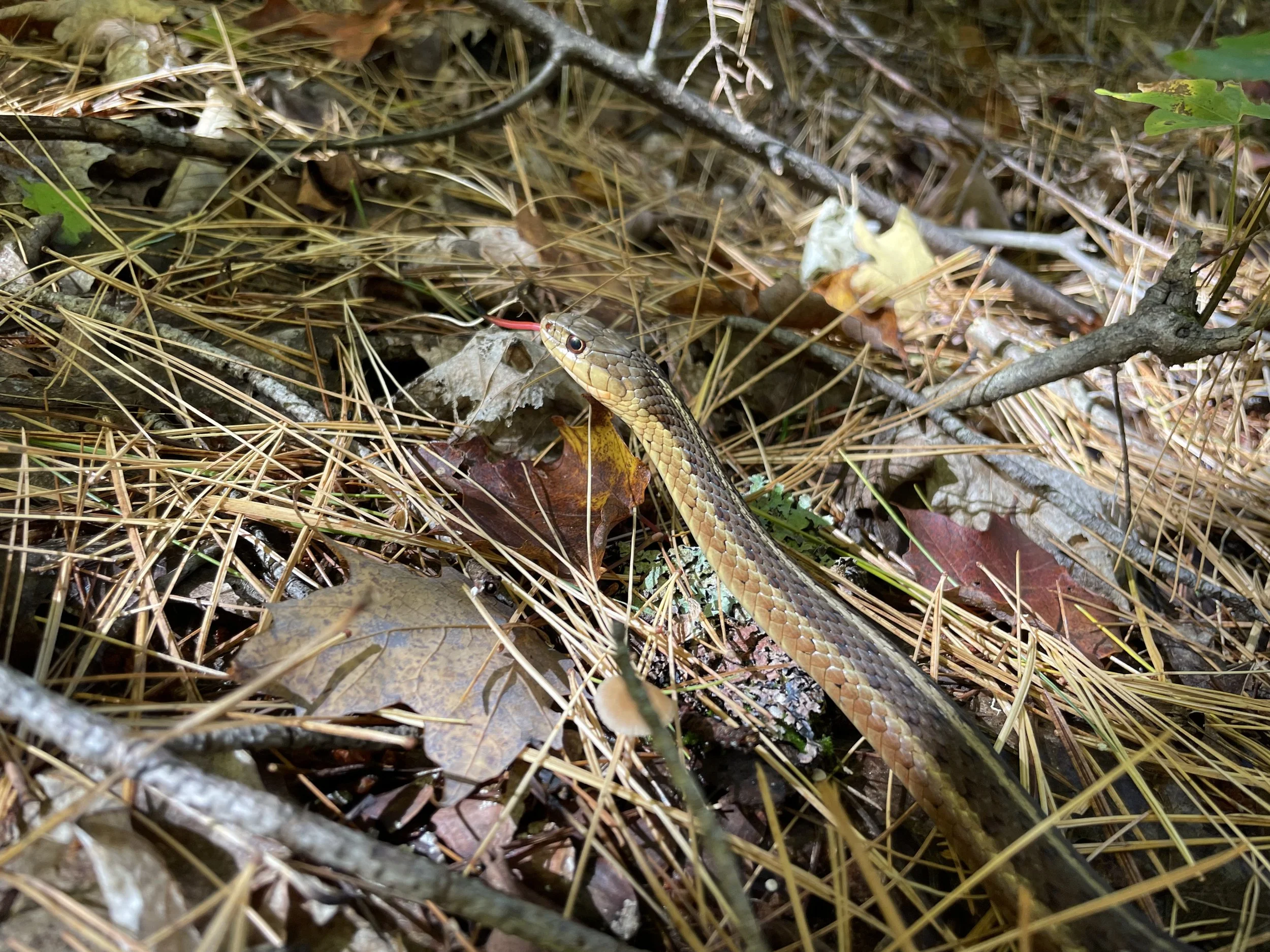 IMG_1622.jpeg