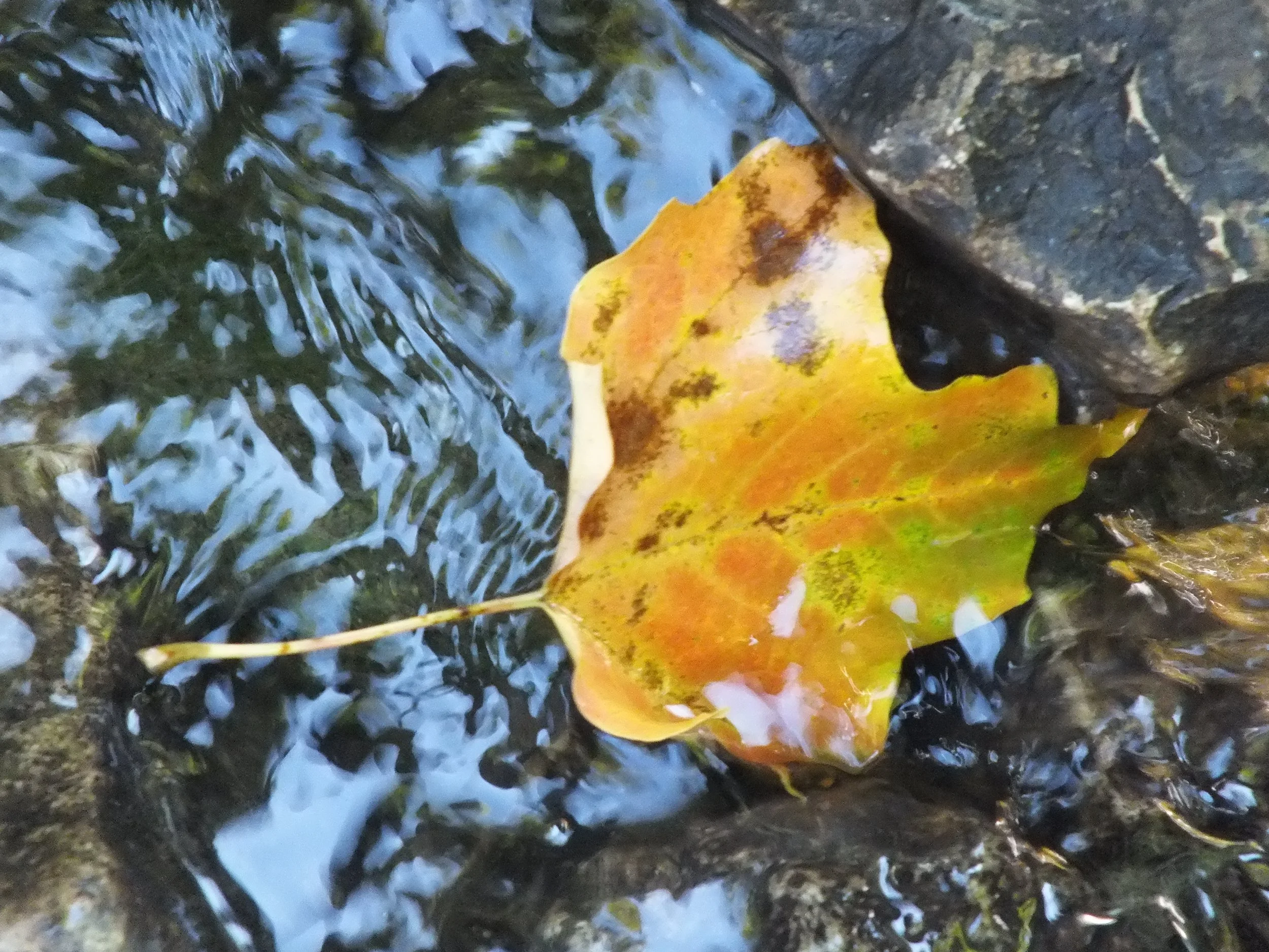 DSCF5163.JPG
