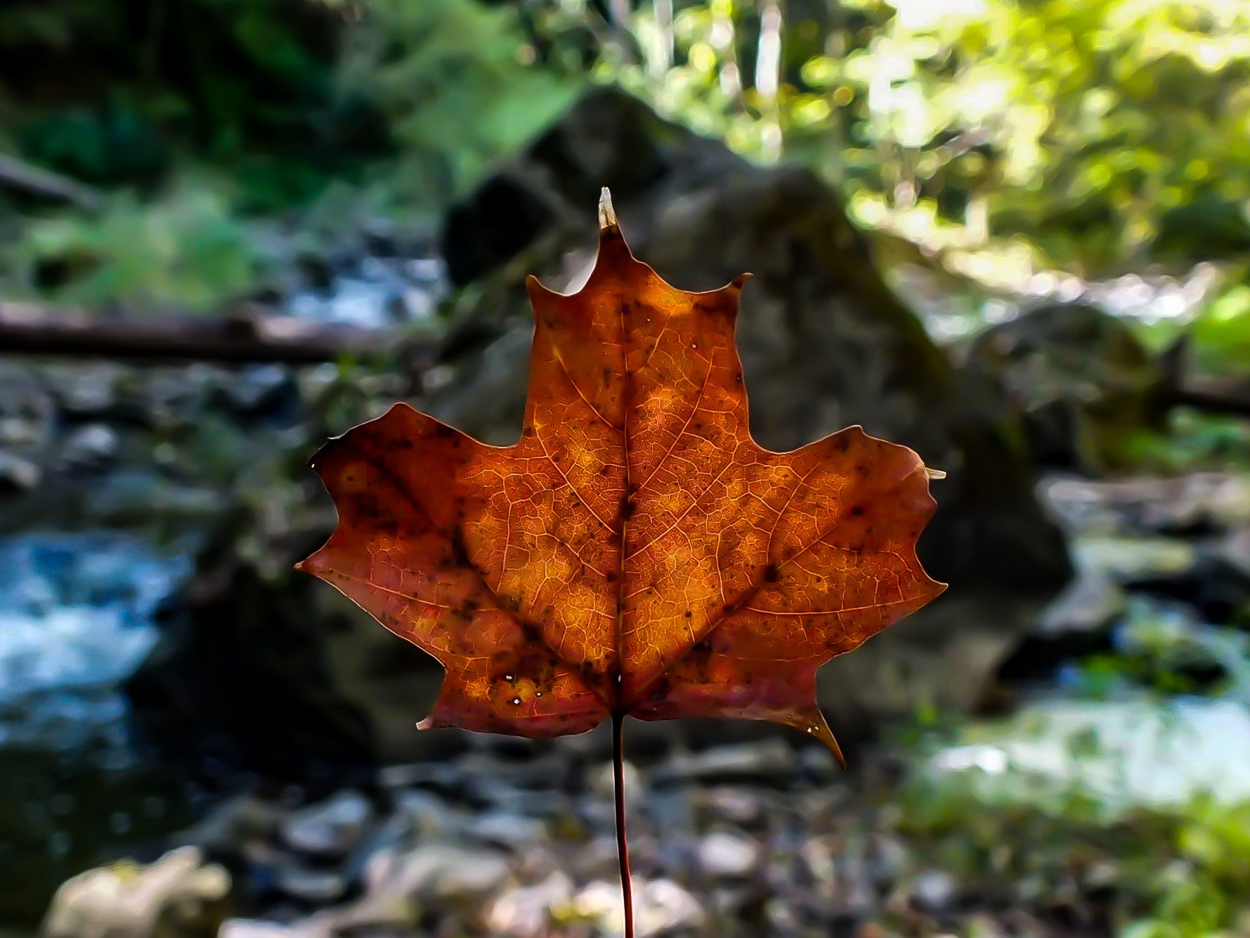 Top 50 Canadian Bucket List Experiences According to A Proud Canadian