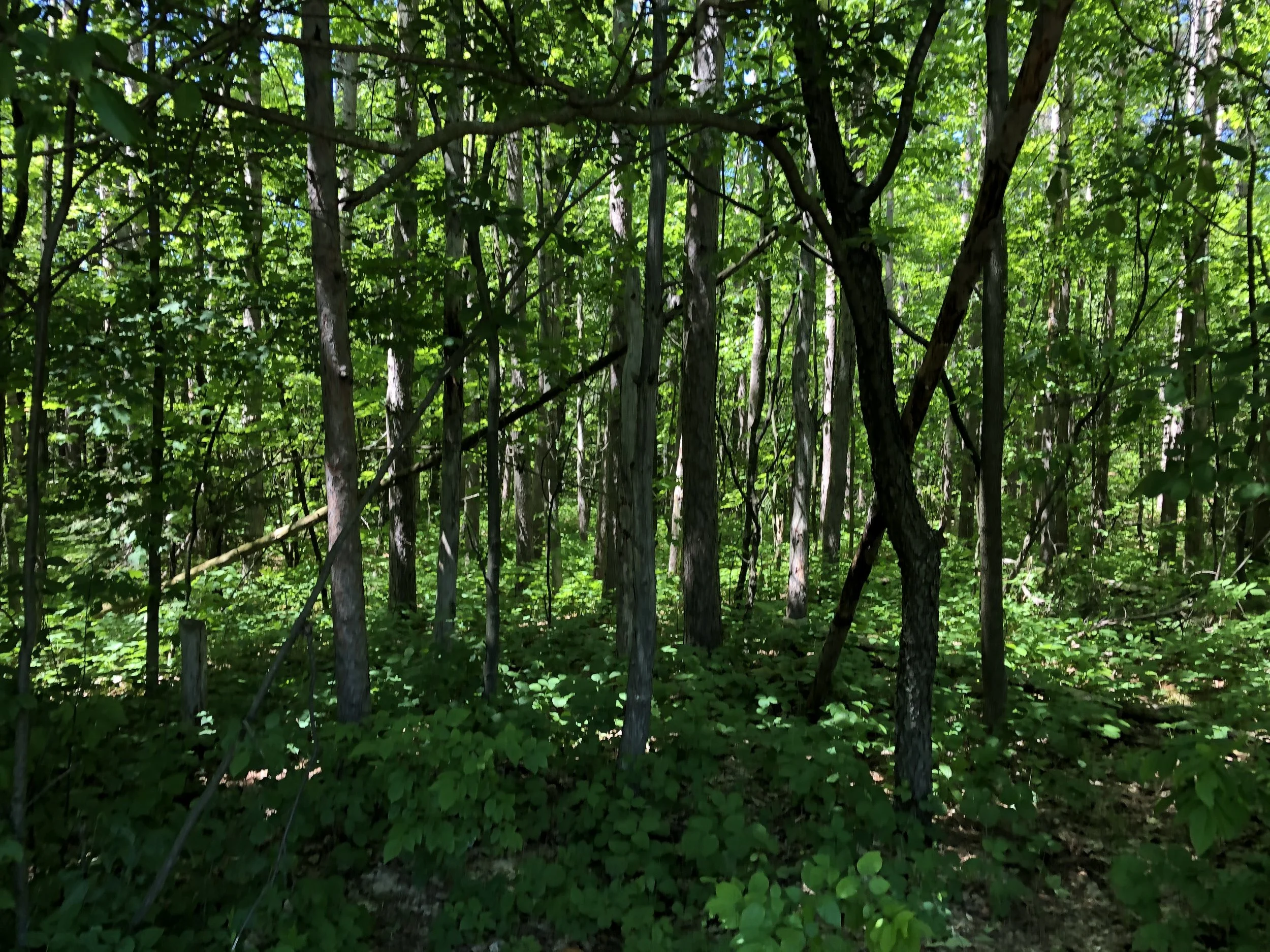 IMG_5721.jpeg
