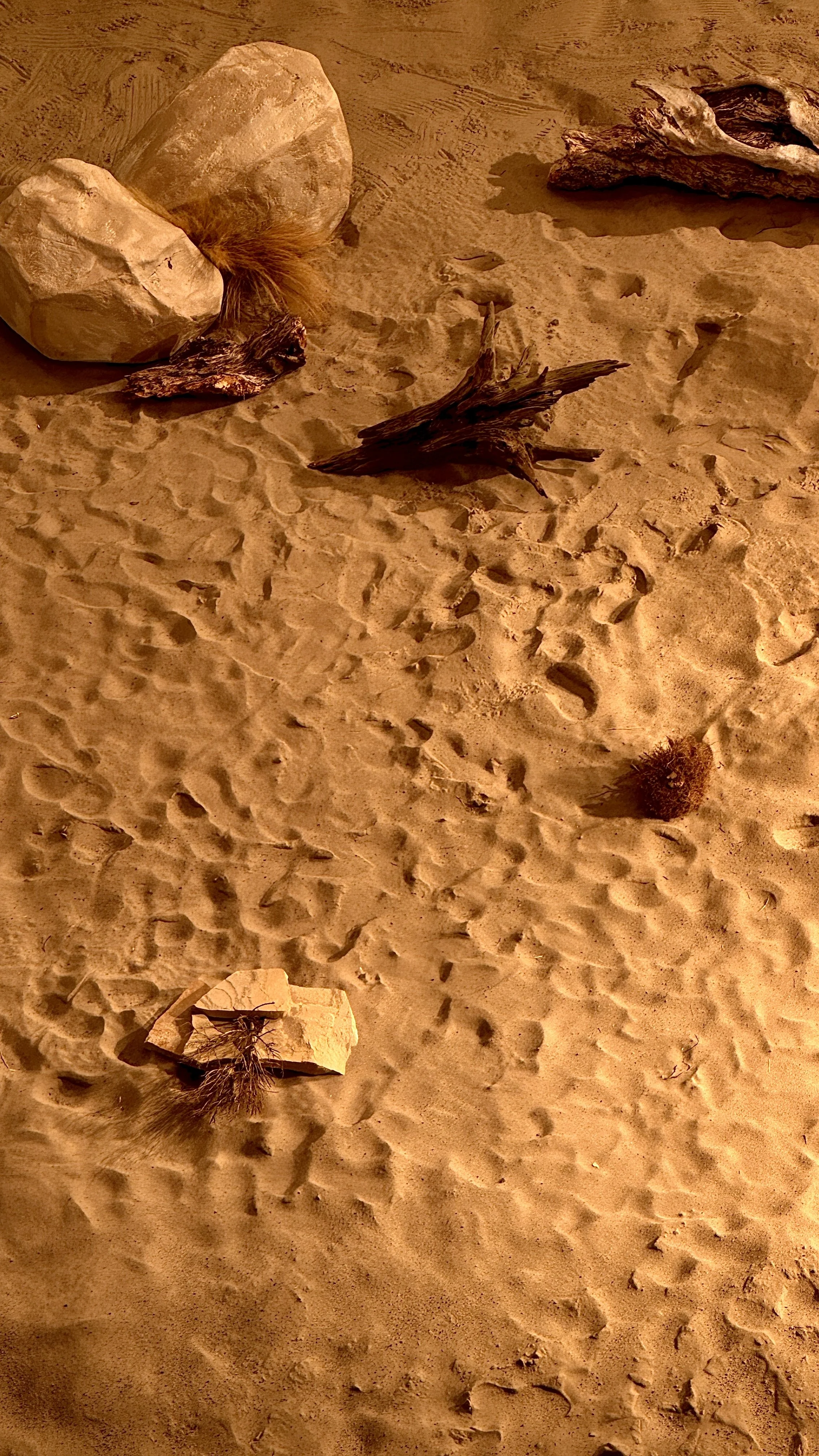 A sandy desert scene with various rocks and pieces of driftwood, some of which are partially buried in the sand.