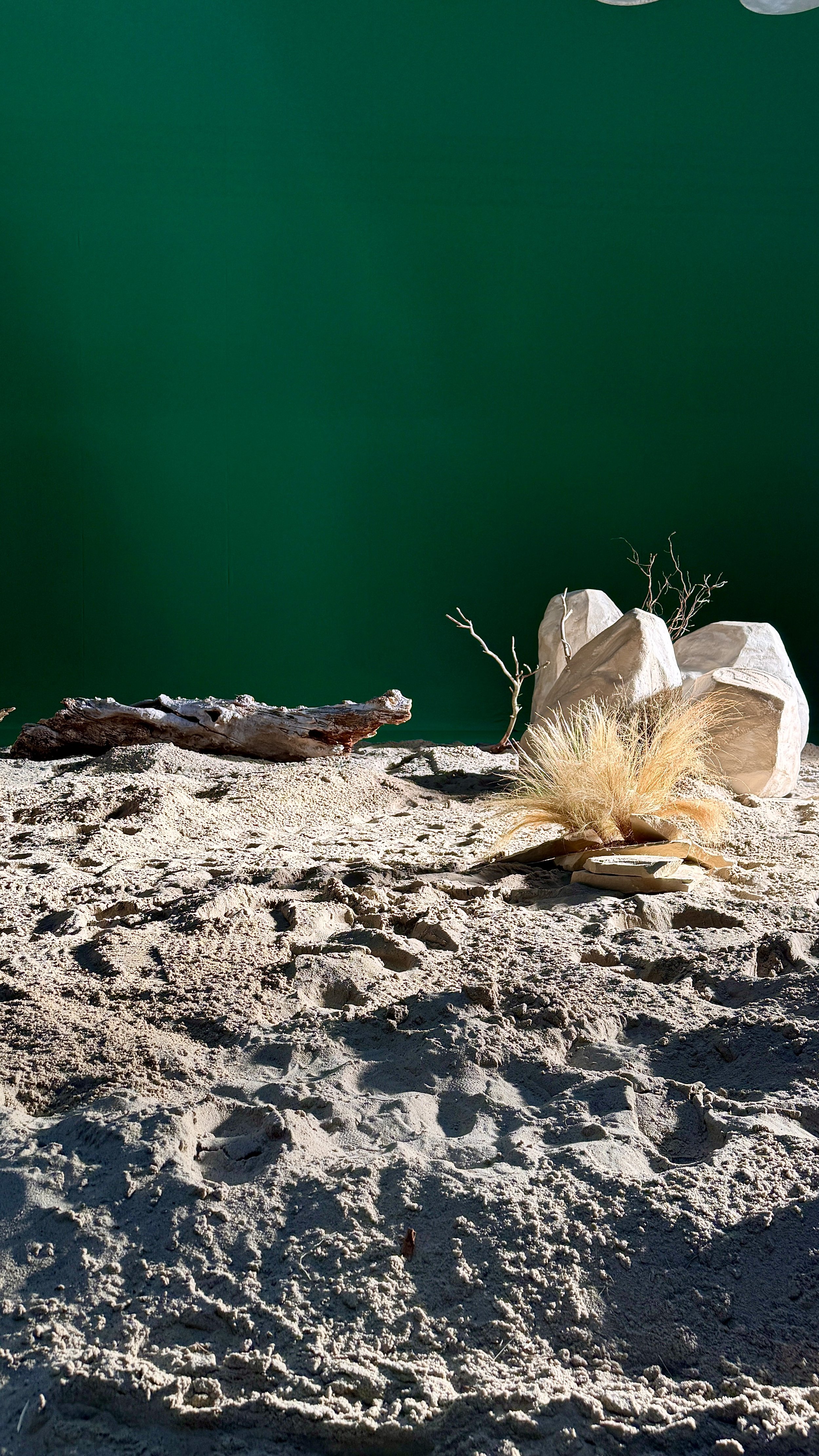 Desert scene with sandy ground, a piece of driftwood, large white rocks, dry branches, and a fluffy yellow plant against a green background.