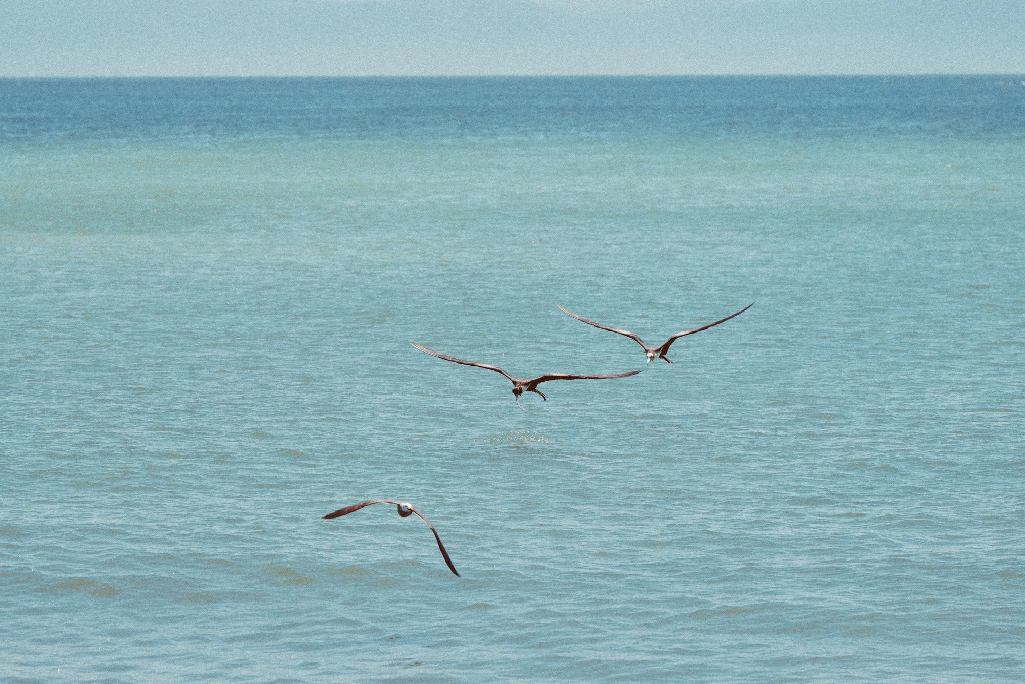 anclote-5175.jpg
