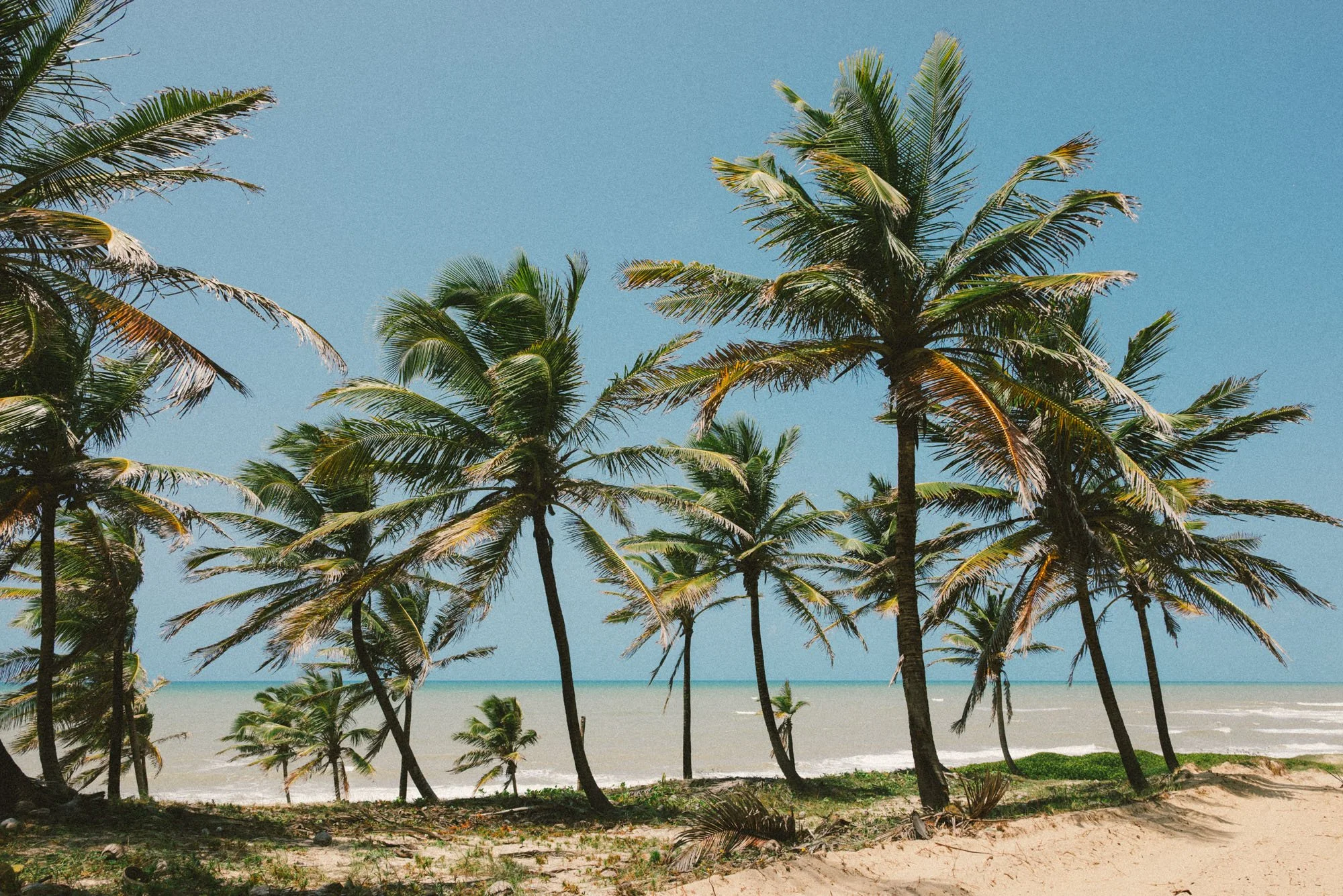 coqueiros em baia formosa