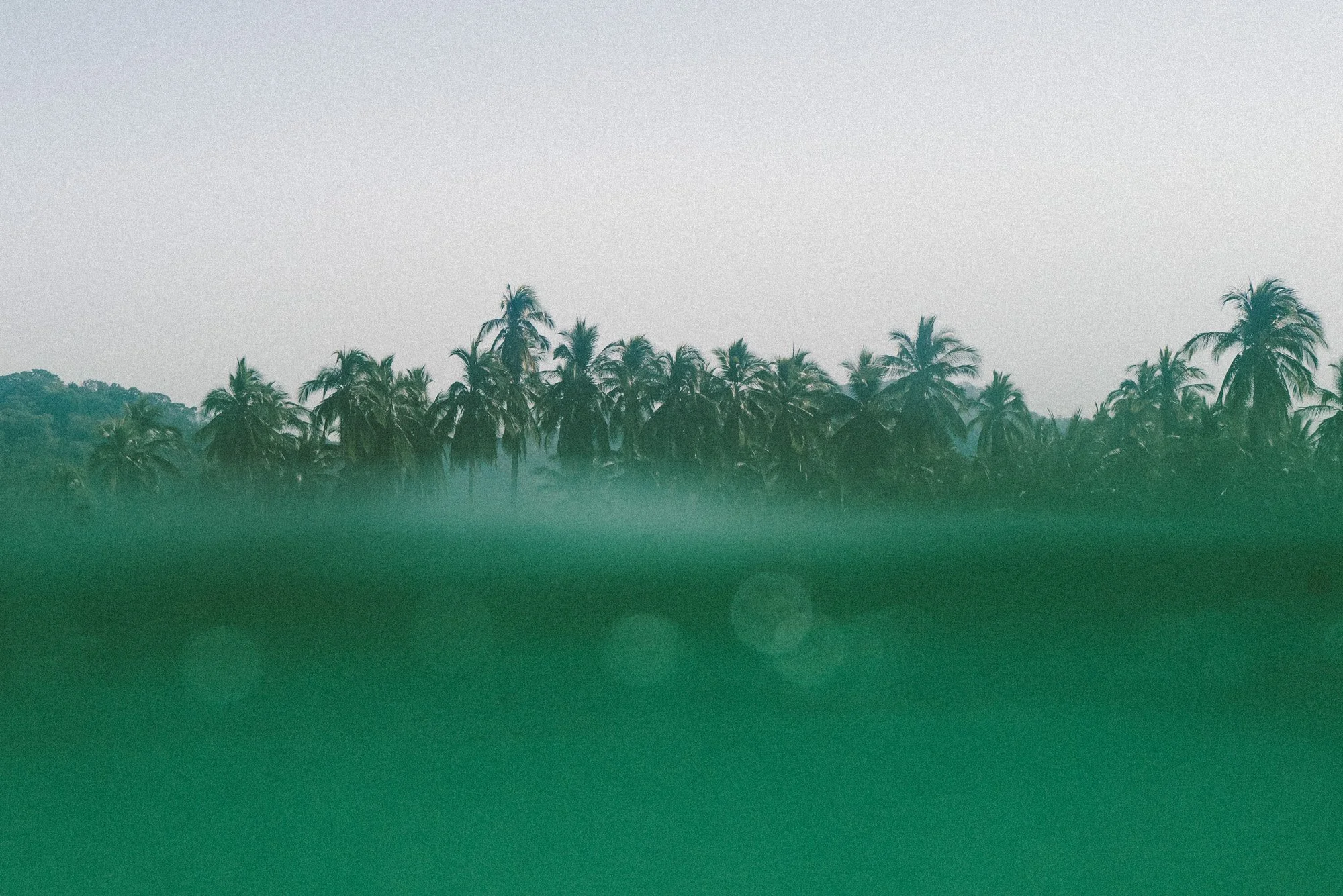 vista do mar de coqueiros em platonitos méxico 