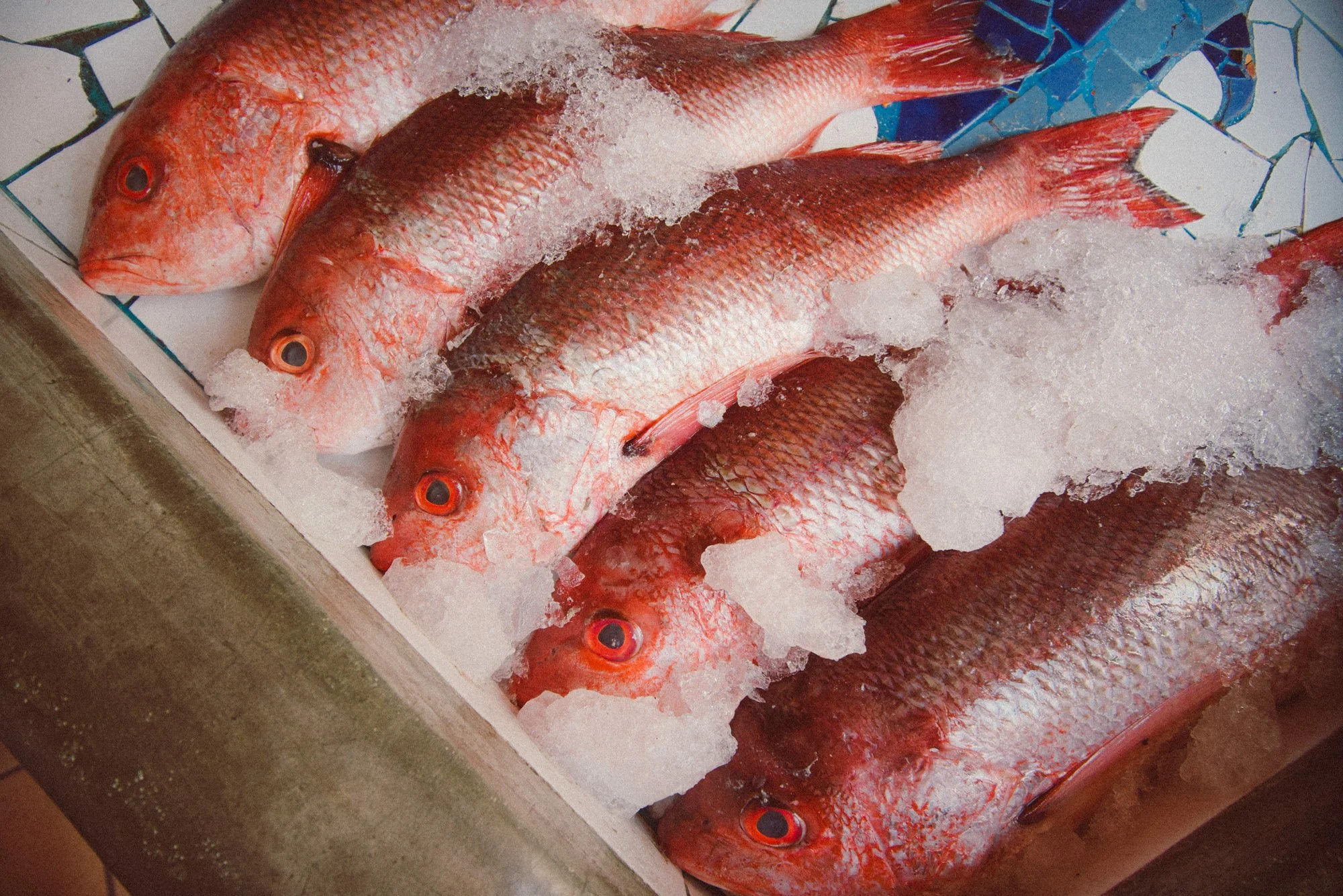 fotografia decorativa de peixes vermelhos na peixaria do méxico