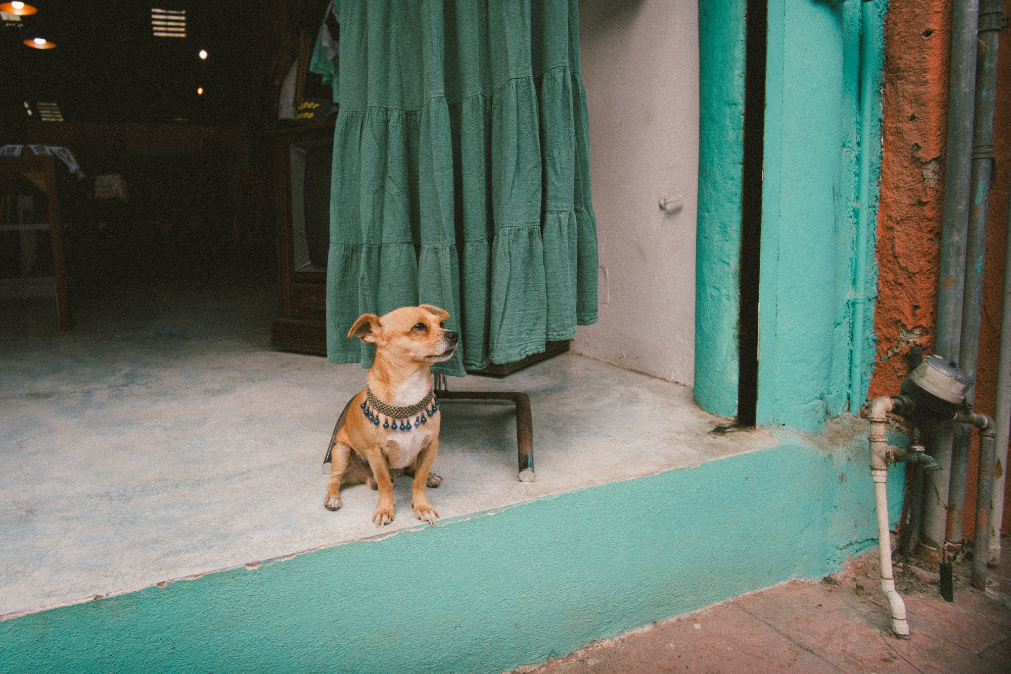 cachorro sagrado sayulita