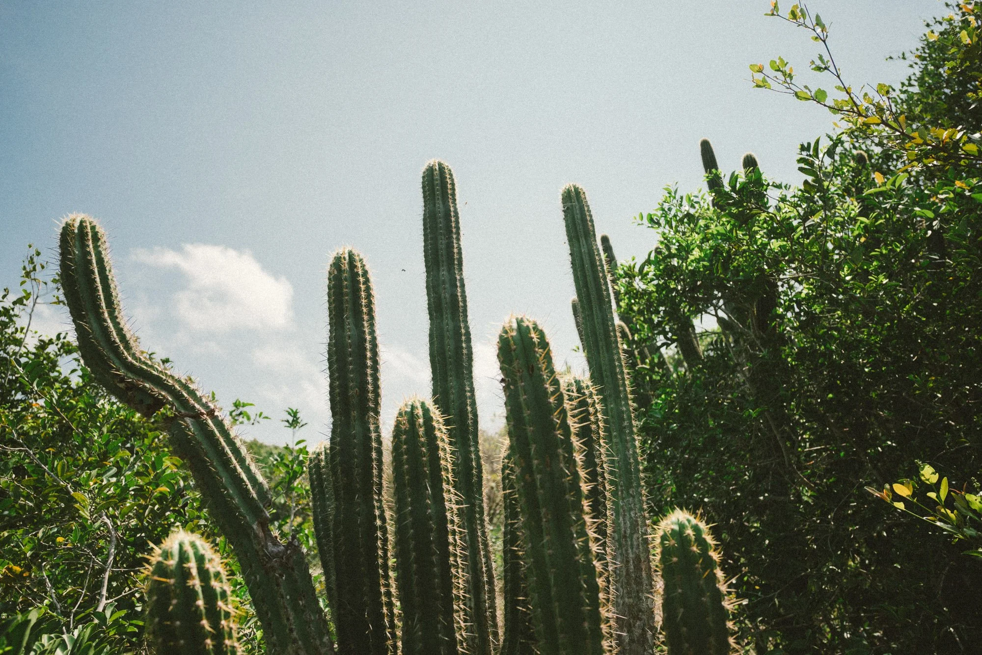 fotografia de cactos para decorar ambientes interiores
