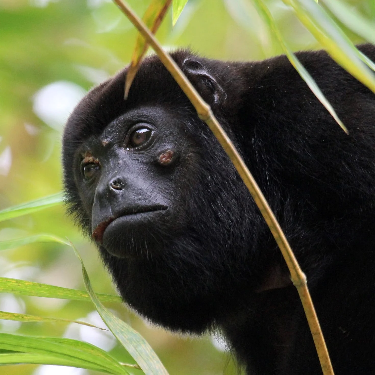 African Monkey