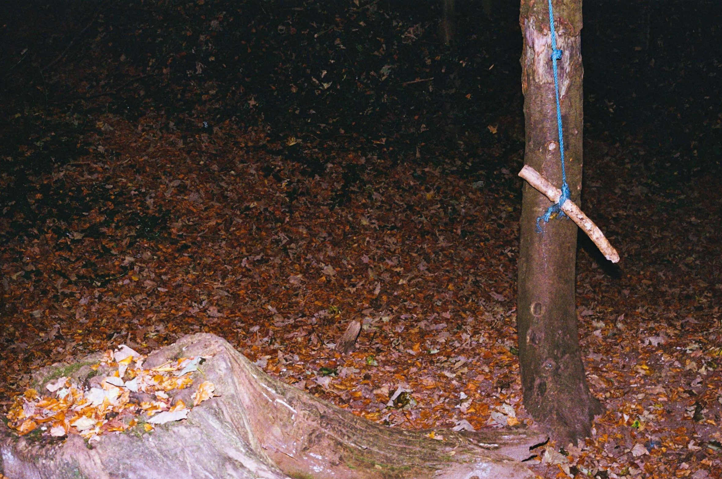 Film woodland shoot