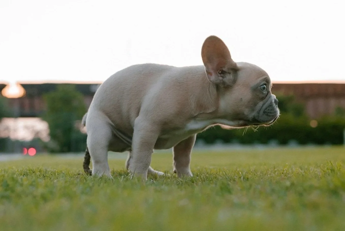 A French Bulldog puppy standing on grass with a blurred background at dusk.