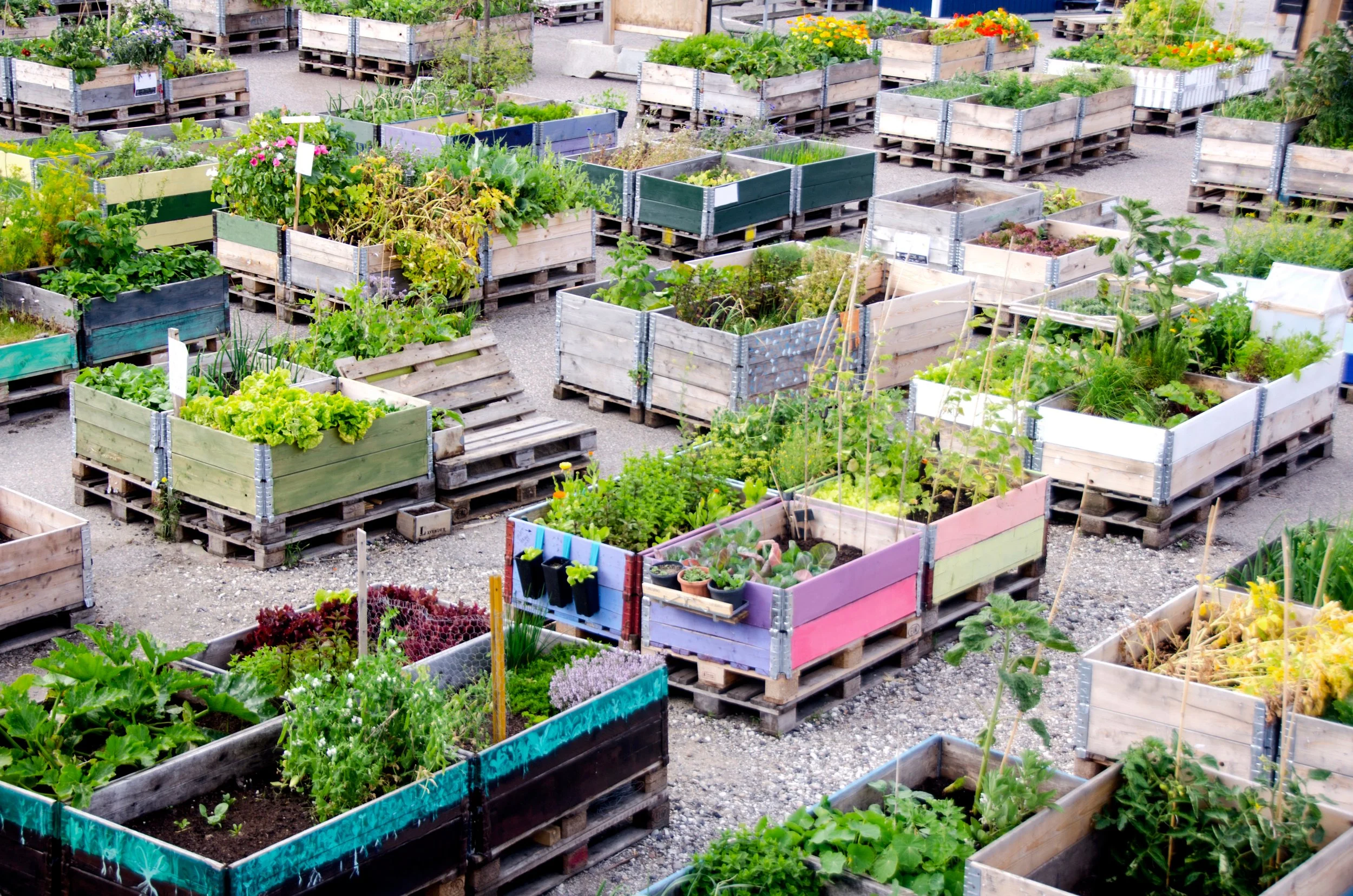 Urban Farming