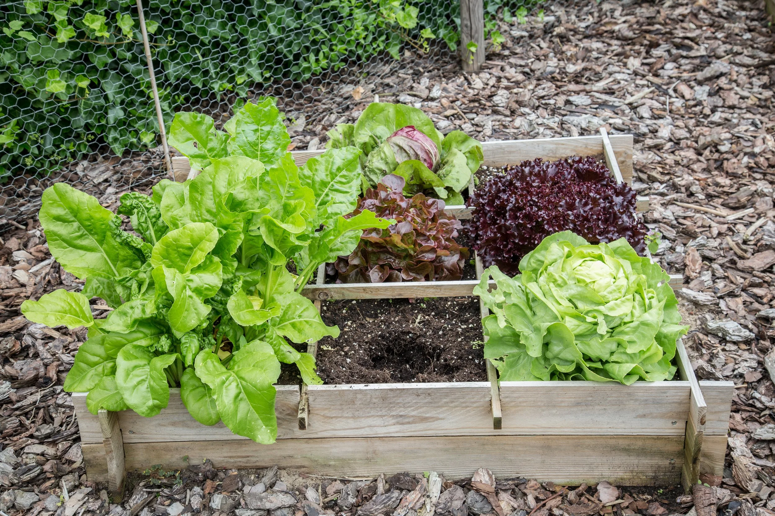 Urban Garden