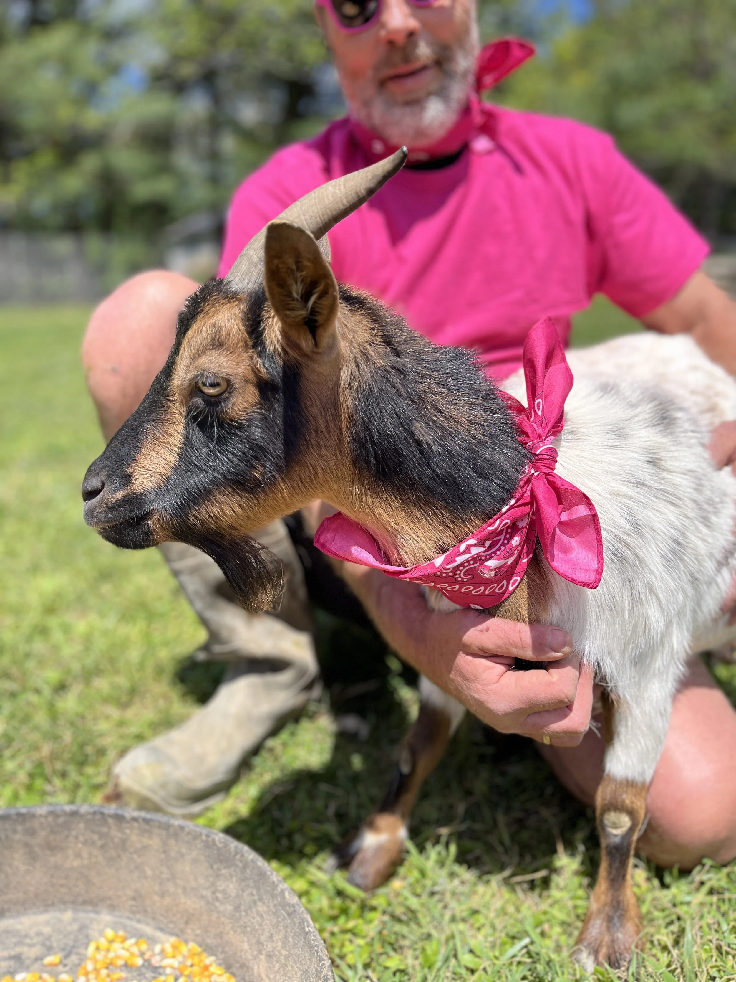 Petting Zoo