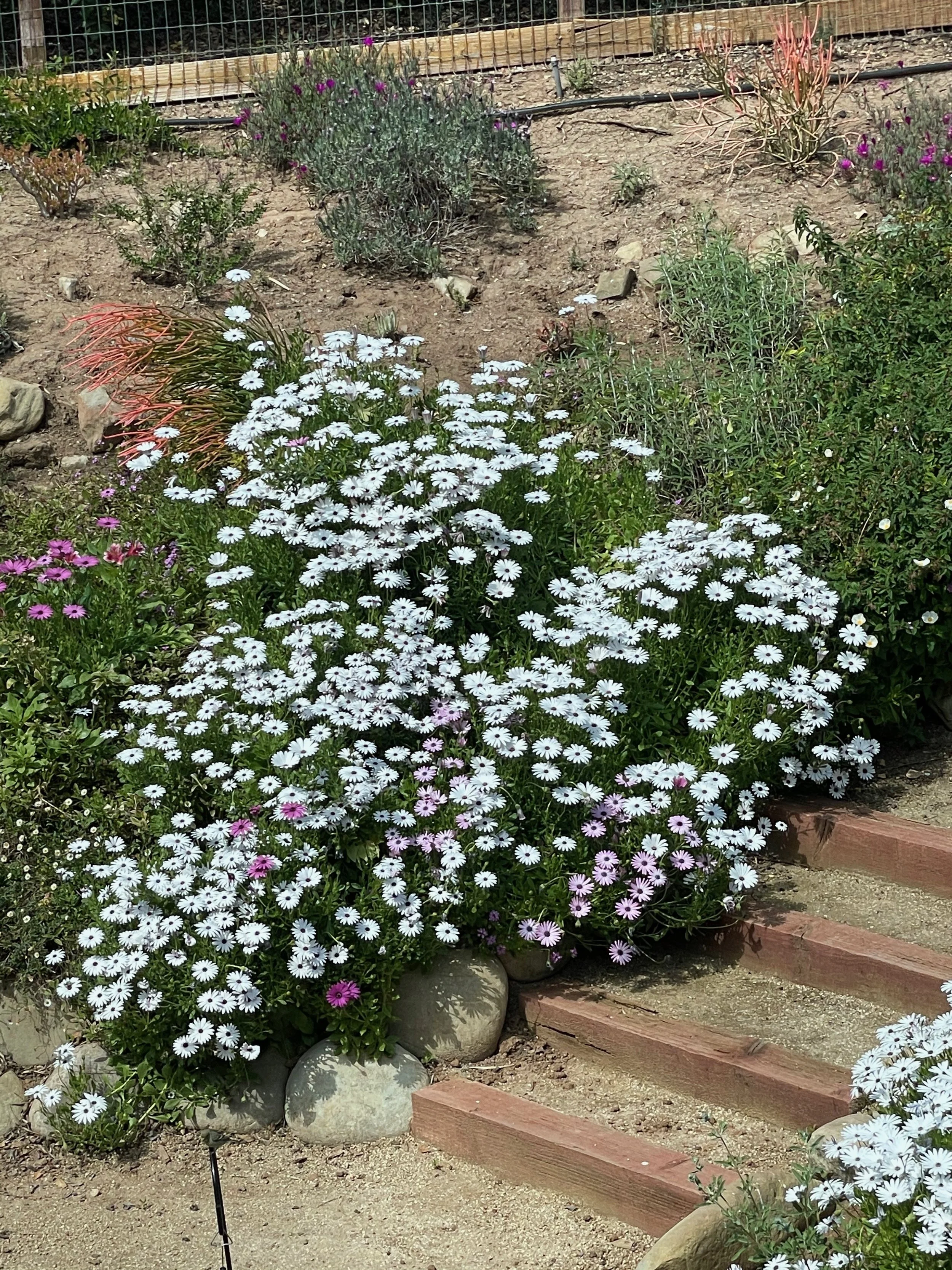Ojai-1101-SpringHasSprung - 1.jpeg
