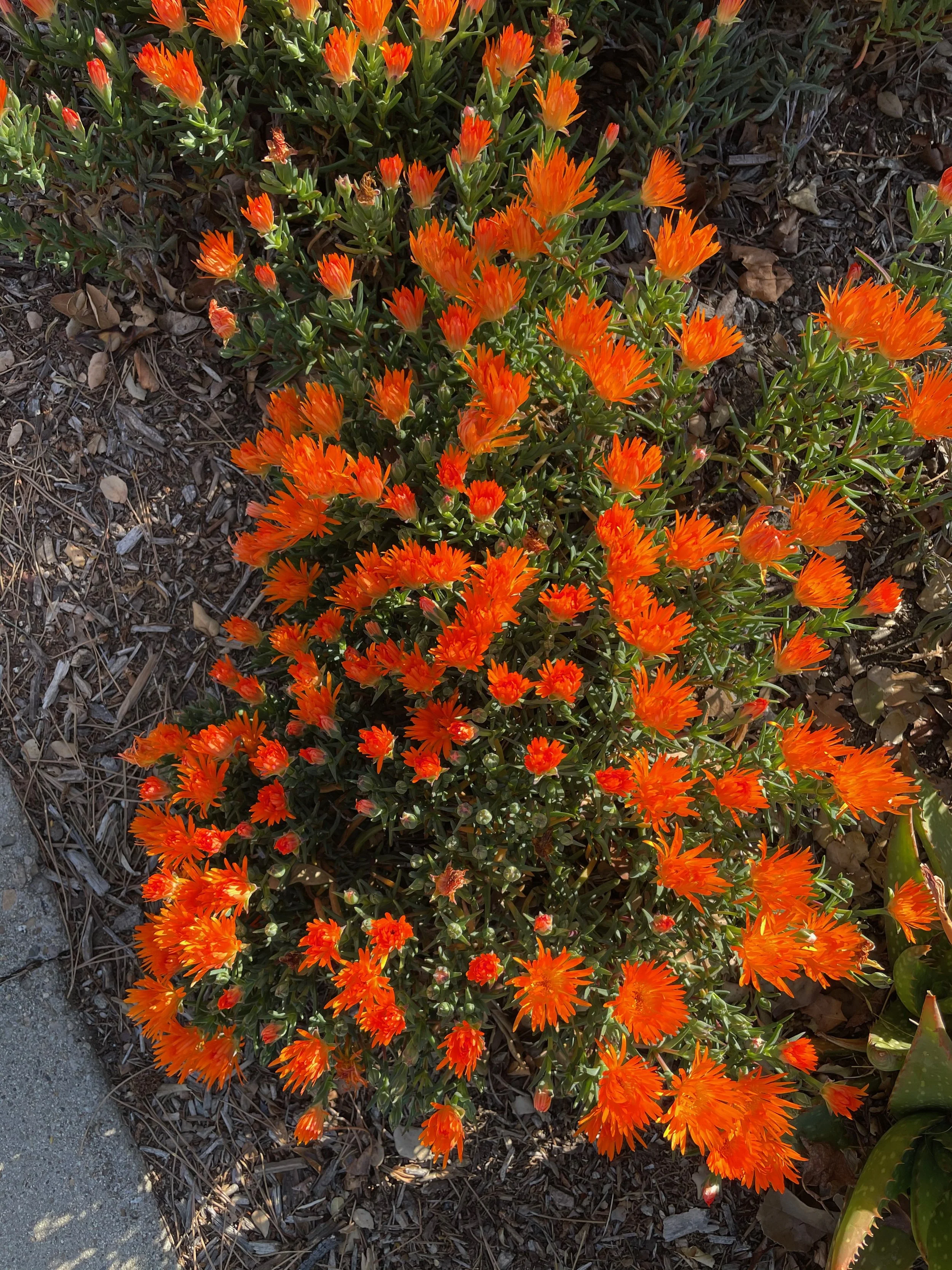 Ojai-1101-SpringHasSprung - 3.jpeg