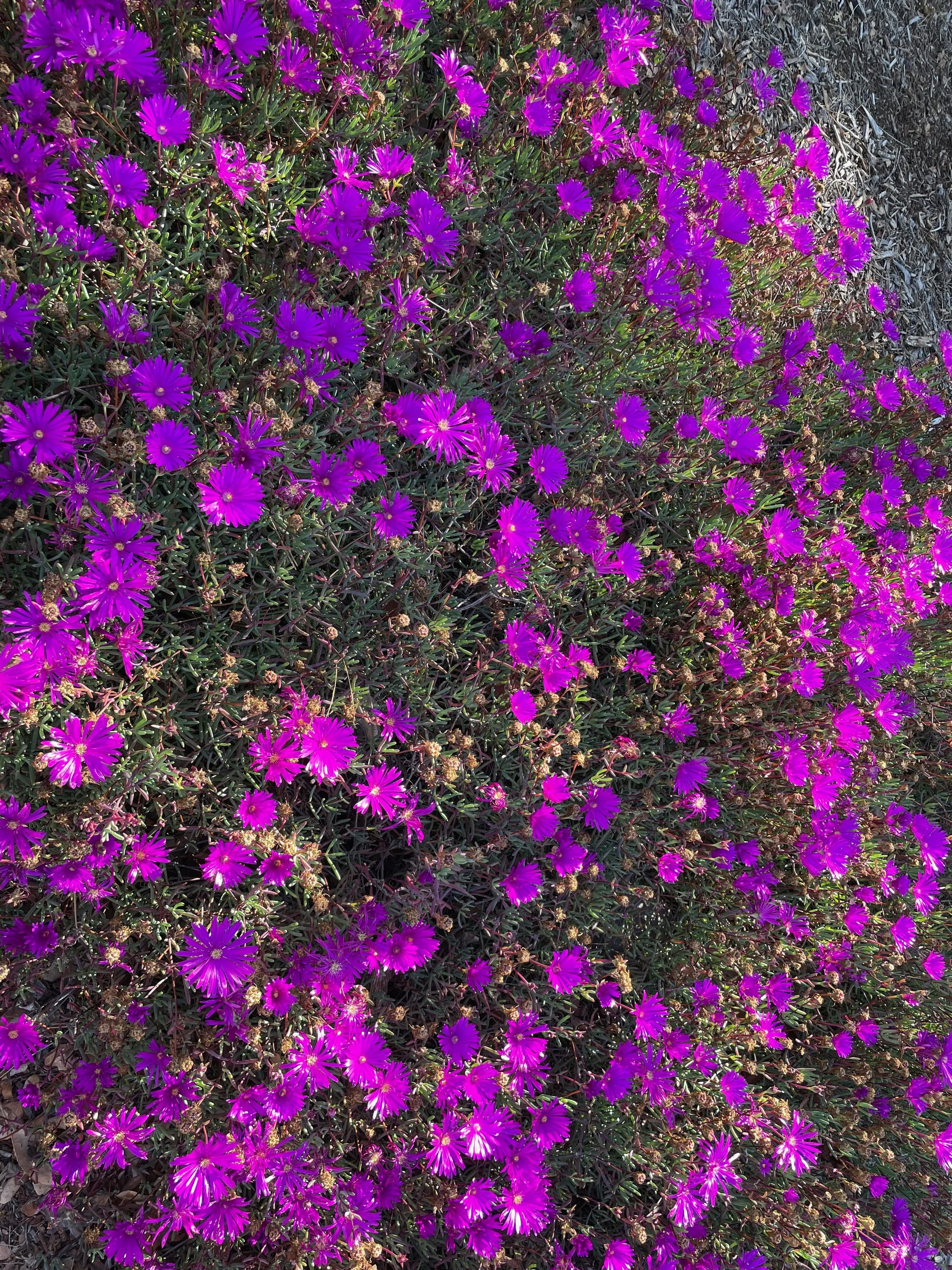 Ojai-1101-SpringHasSprung - 2.jpeg