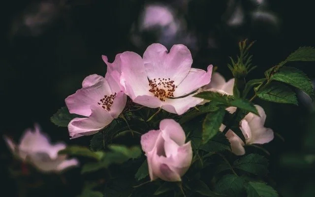 Pink wild roses on a dark background.
