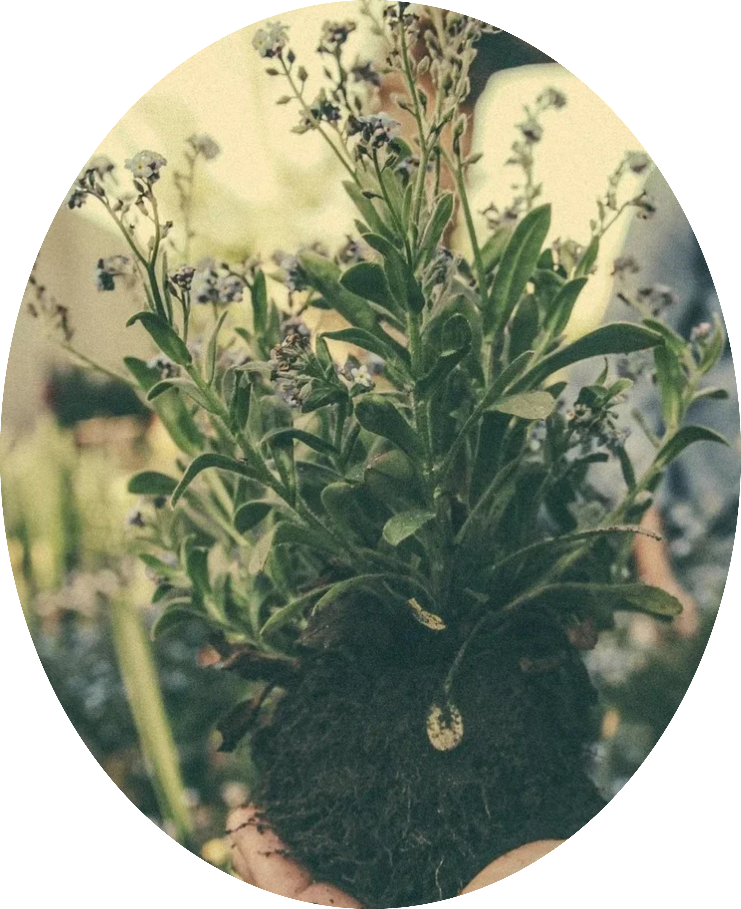 Close-up of a green leafy plant with small purple and white flowers and a ladybug on the dark soil at the base.