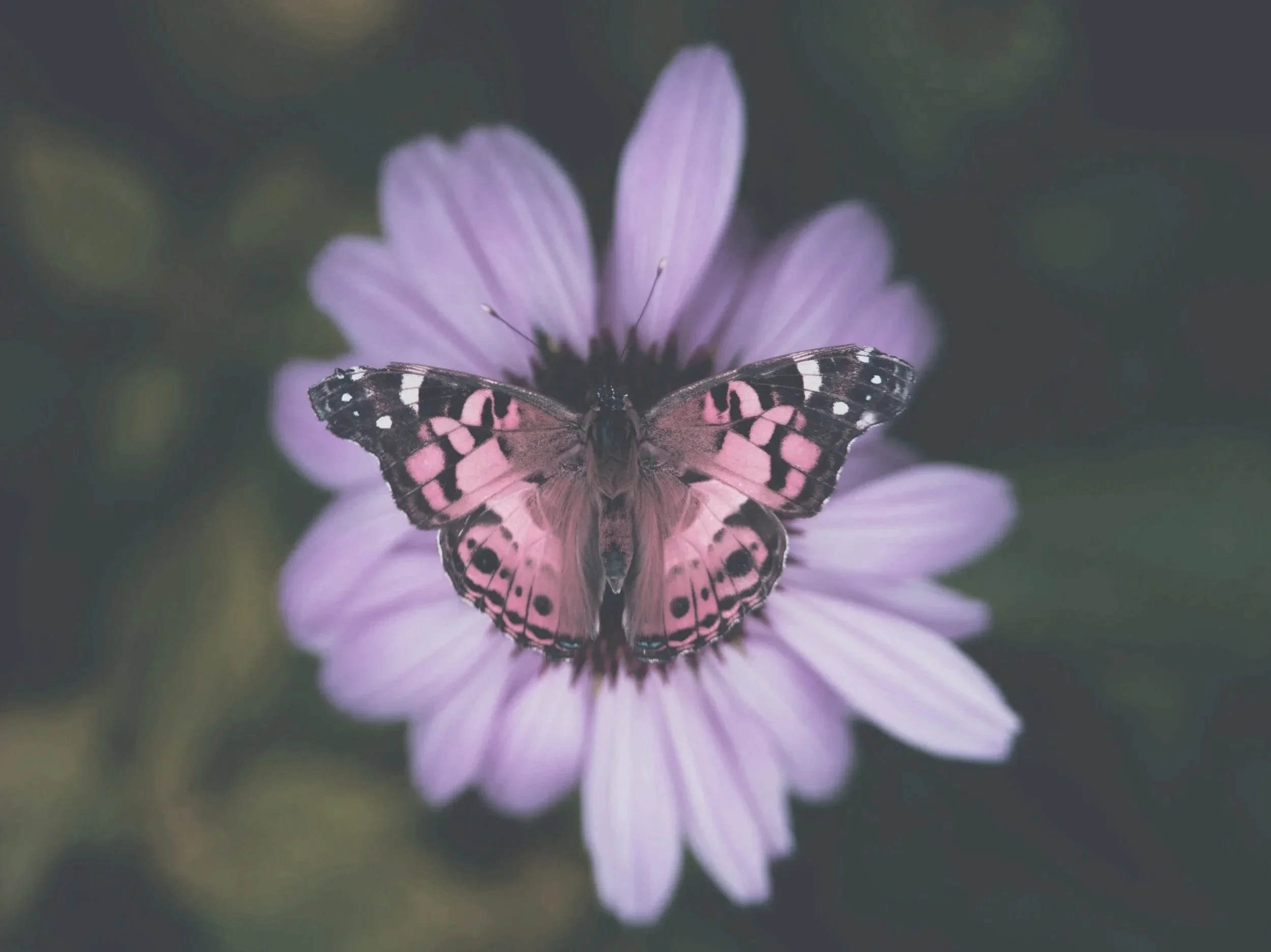 A butterfly with black and pink wings resting on a purple flower.