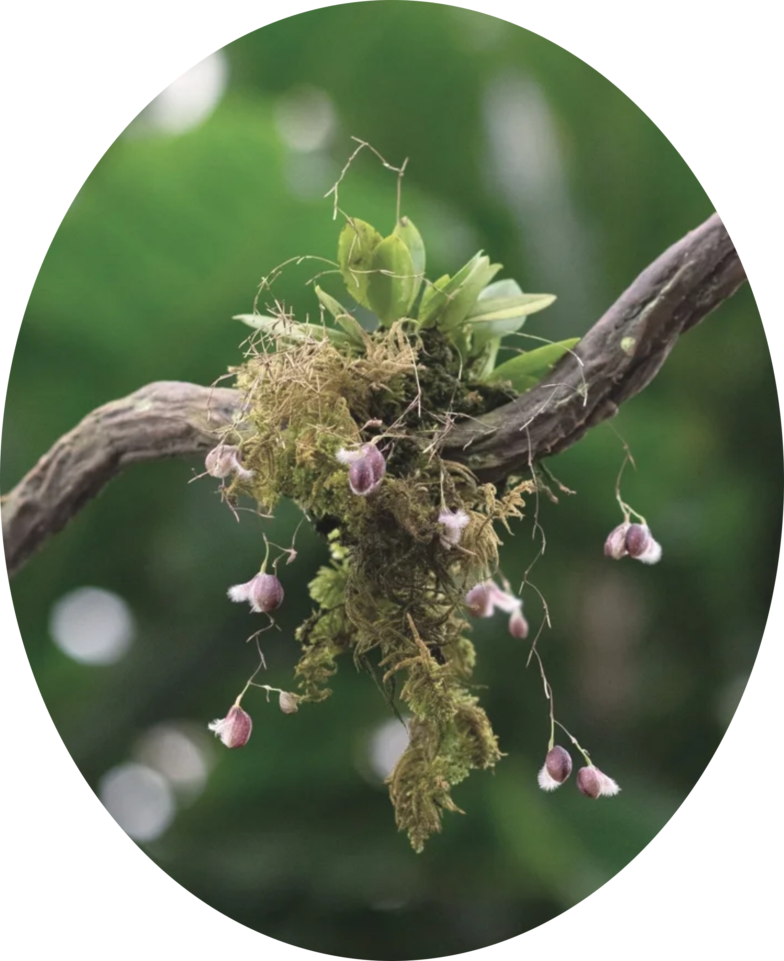 Close-up of a branch with small green and pink flowers and moss, with a blurred green background.