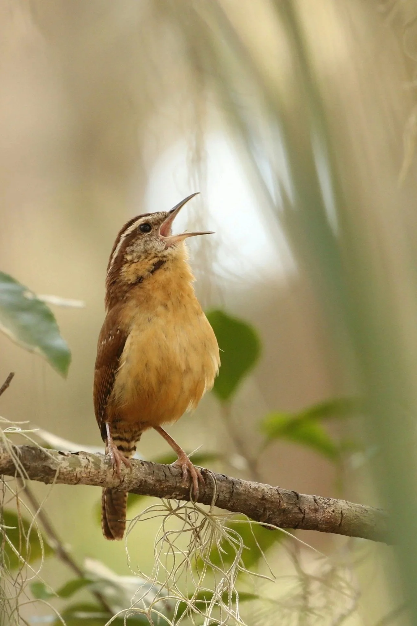A small bird with brown and yellow plumage perched on a branch, singing with its beak open, surrounded by green leaves and Spanish moss.