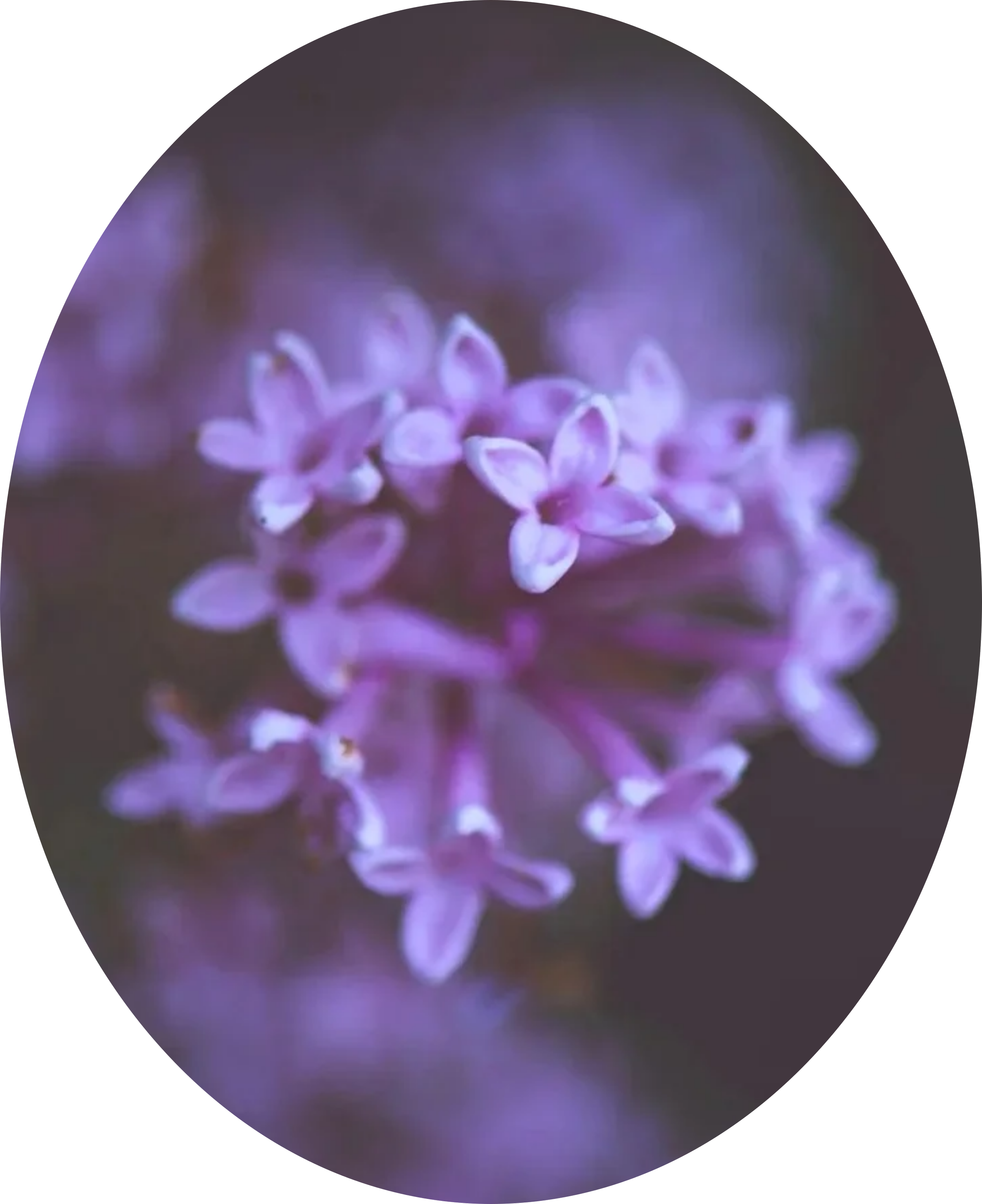 Close-up of small purple flower blossoms forming a cluster.