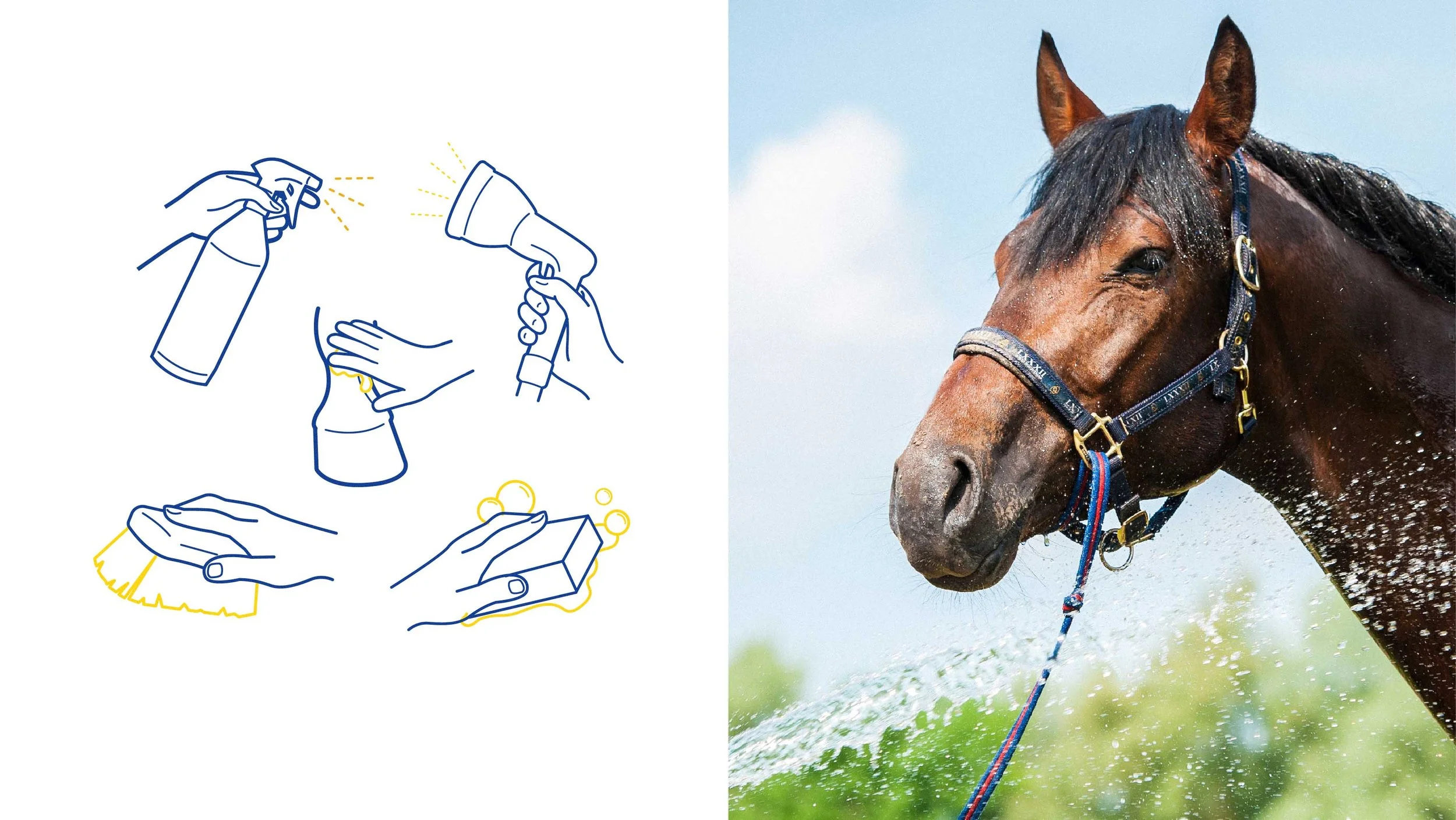 TIB-Horse_illustration.jpg