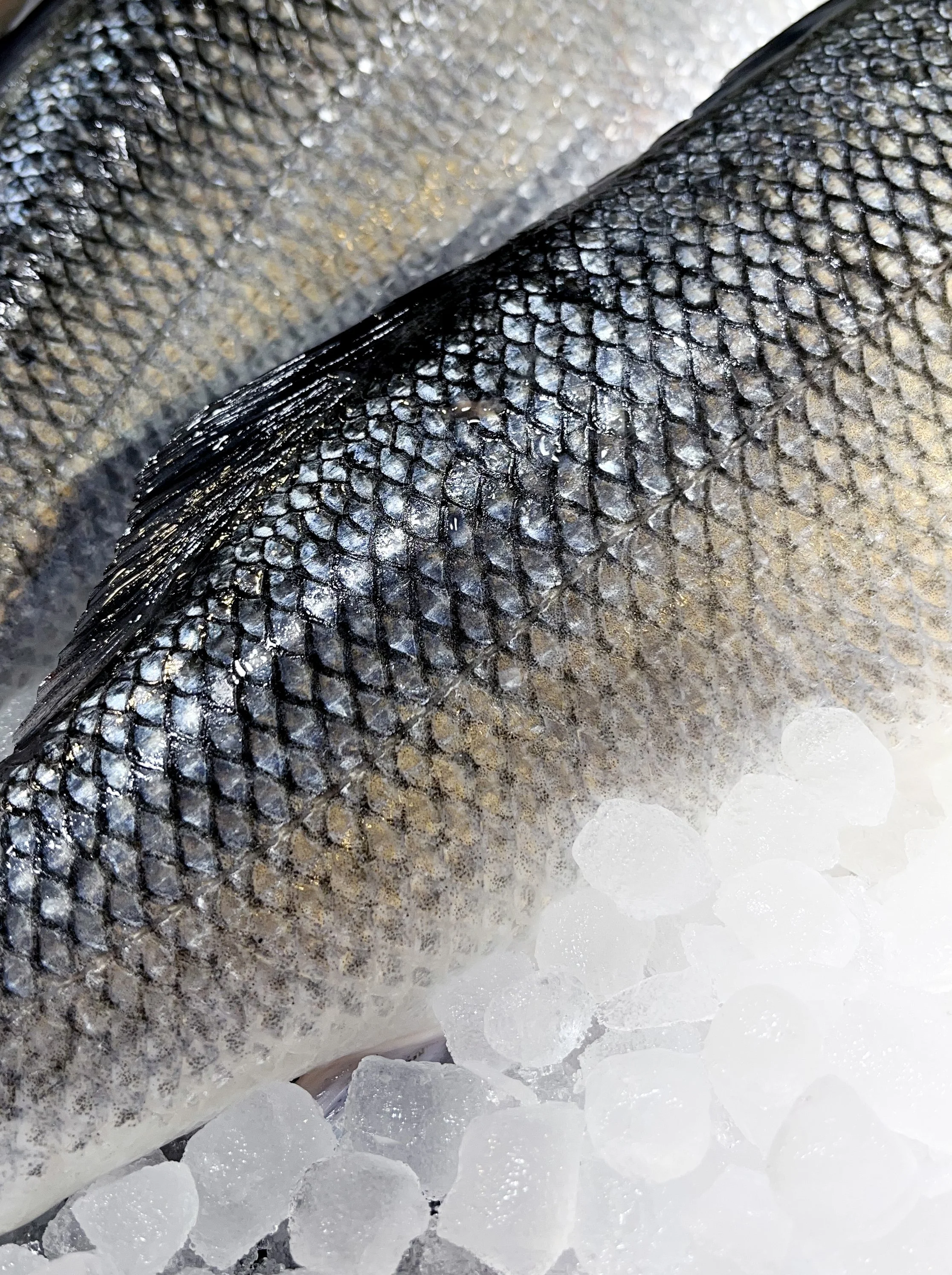 Poisson argenté sur un lit de glace.