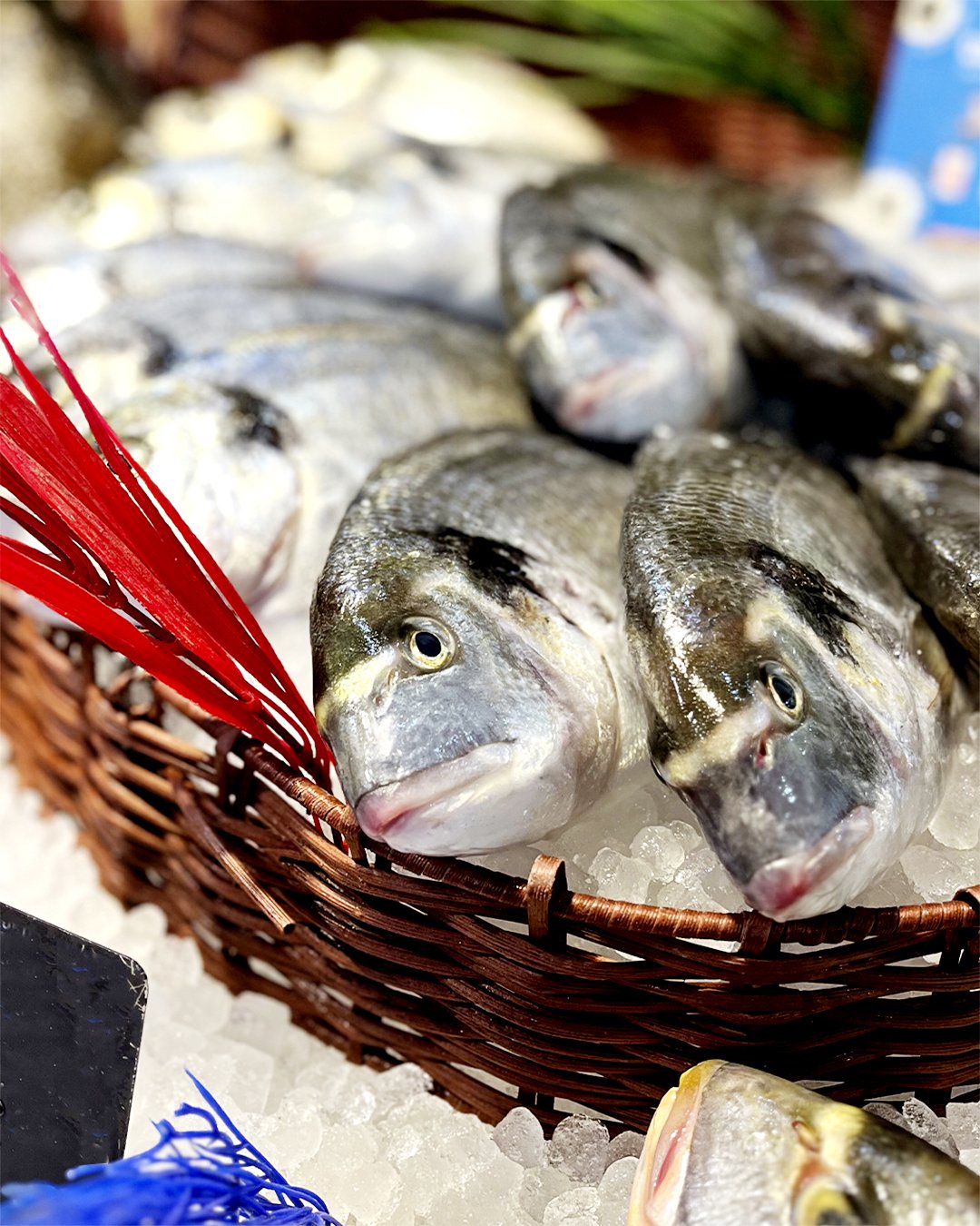 Dorades royales et autre poissons frais sur l'étal de la poissonnerie du marché Saint-Martin à Paris 10ème. 