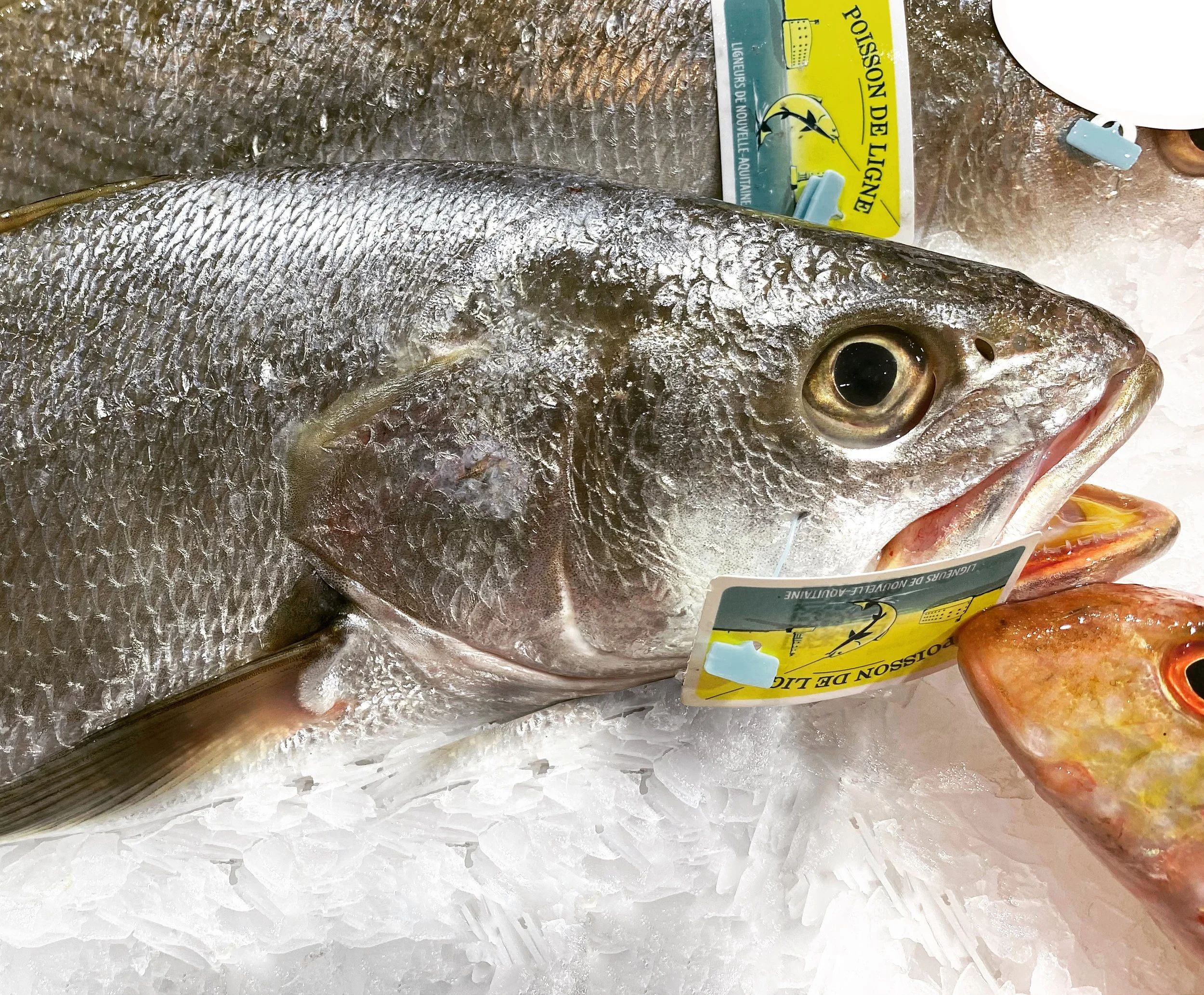 Poisson frais sur de la glace avec une étiquette de pêche, vue rapprochée.