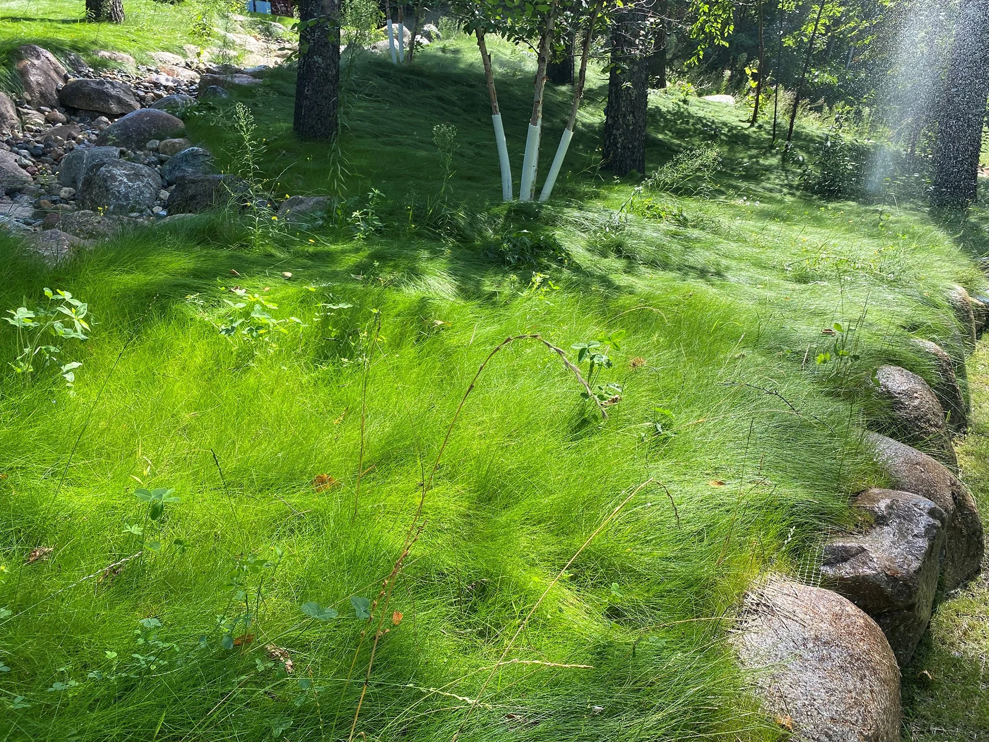 No Mow 2-LR.jpg