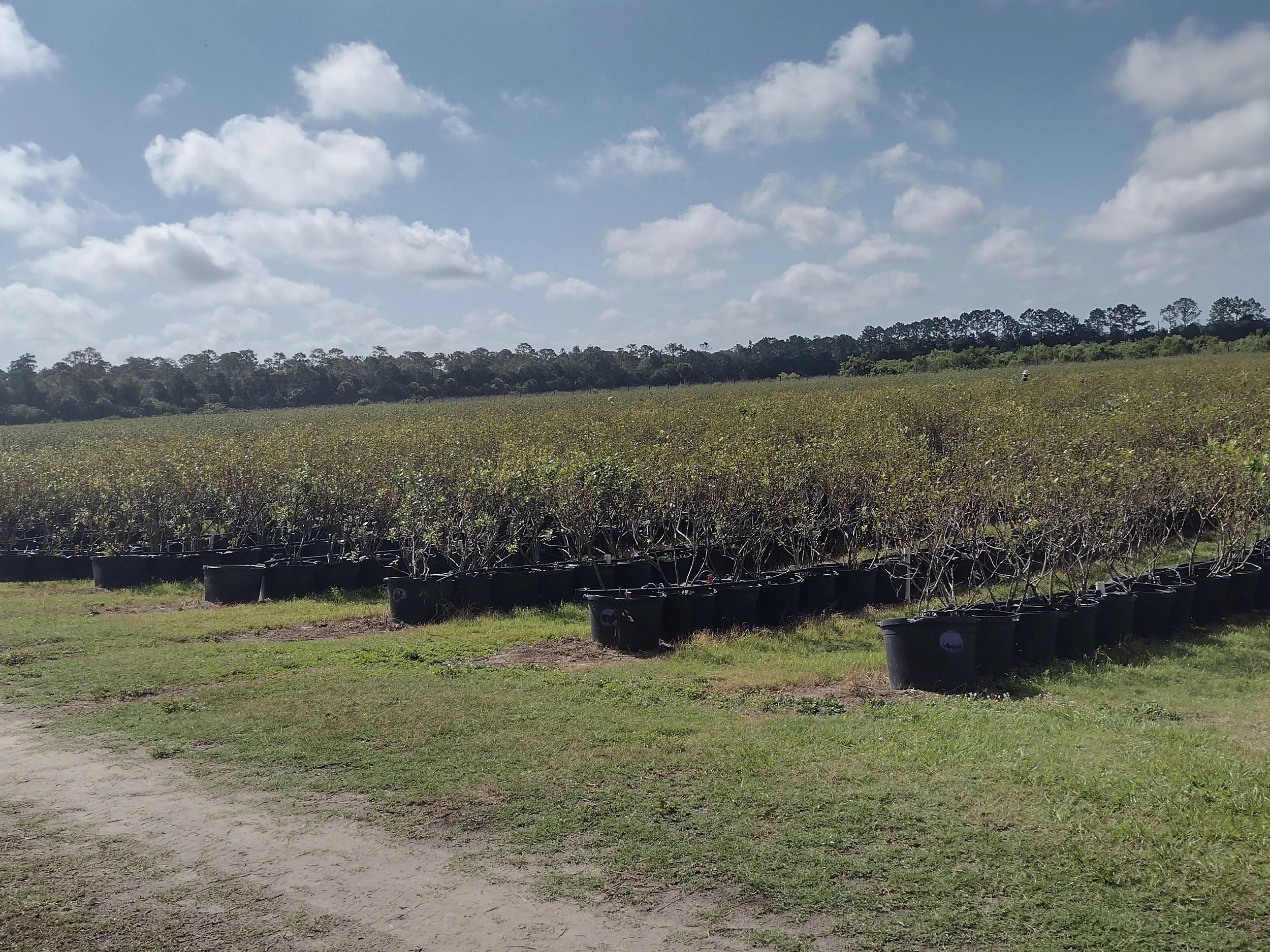 5/31 Gleaning Blueberries at Albritton Fruit Farm