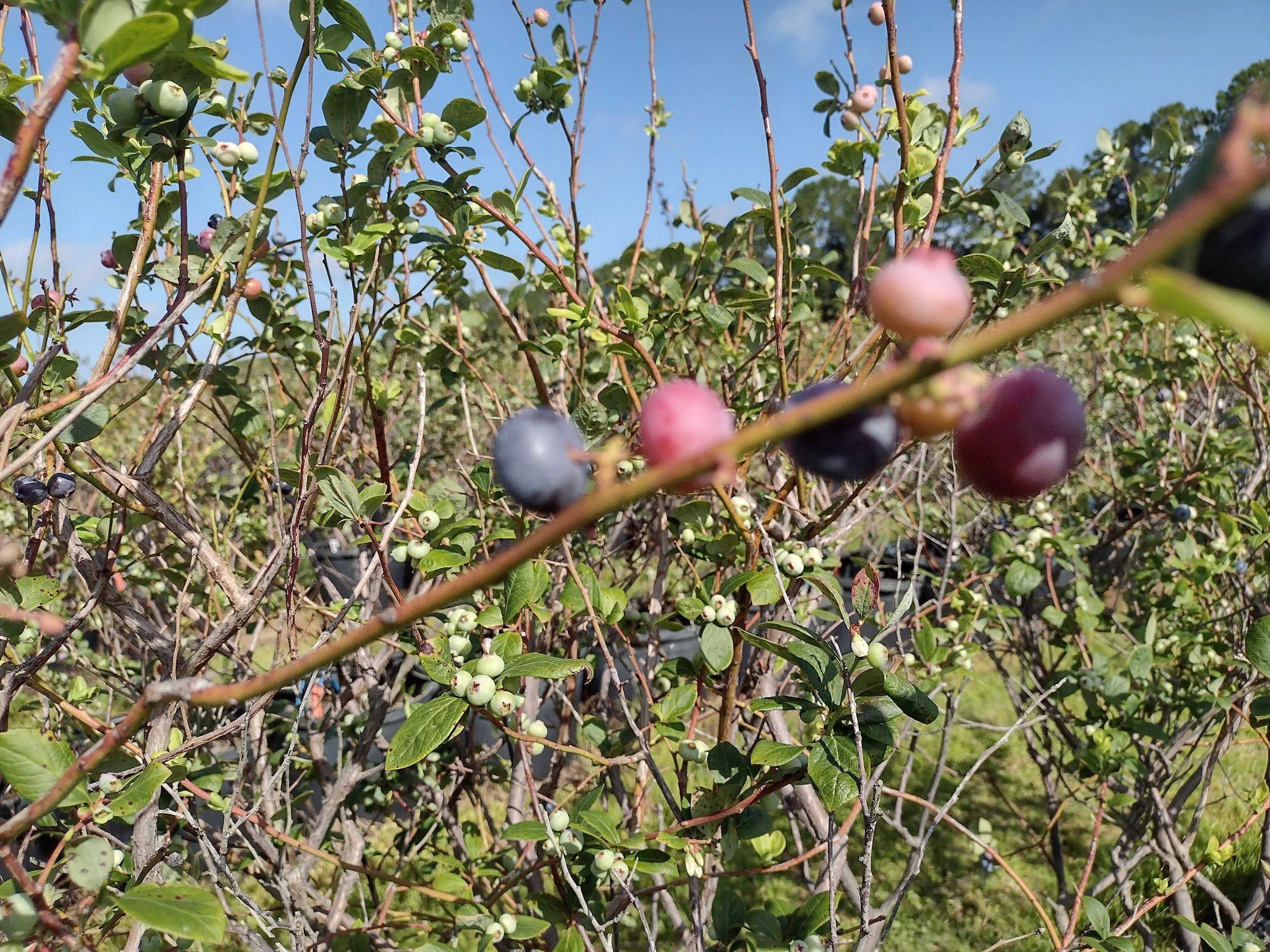 6/1 Gleaning Blueberries at Albritton Fruit Farm 