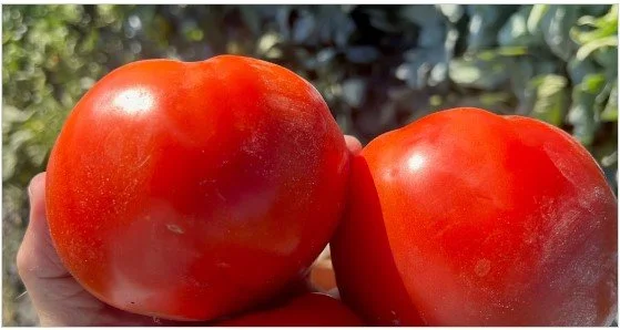 05/25 Gleaning Tomatoes with SOSA