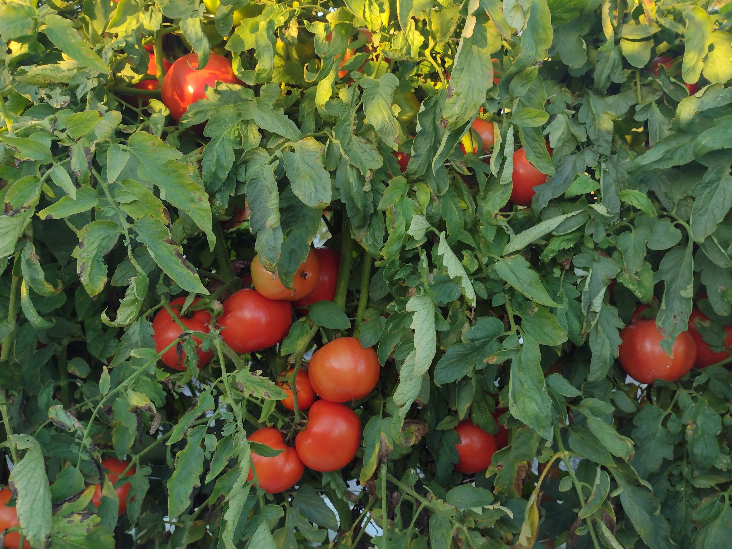 5/16 Gleaning at Enza Zaden - Shift 1