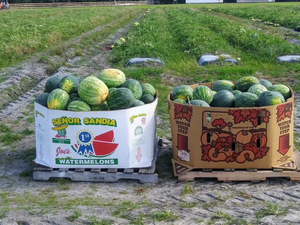 5/17/24 Gleaning at Enza Zaden