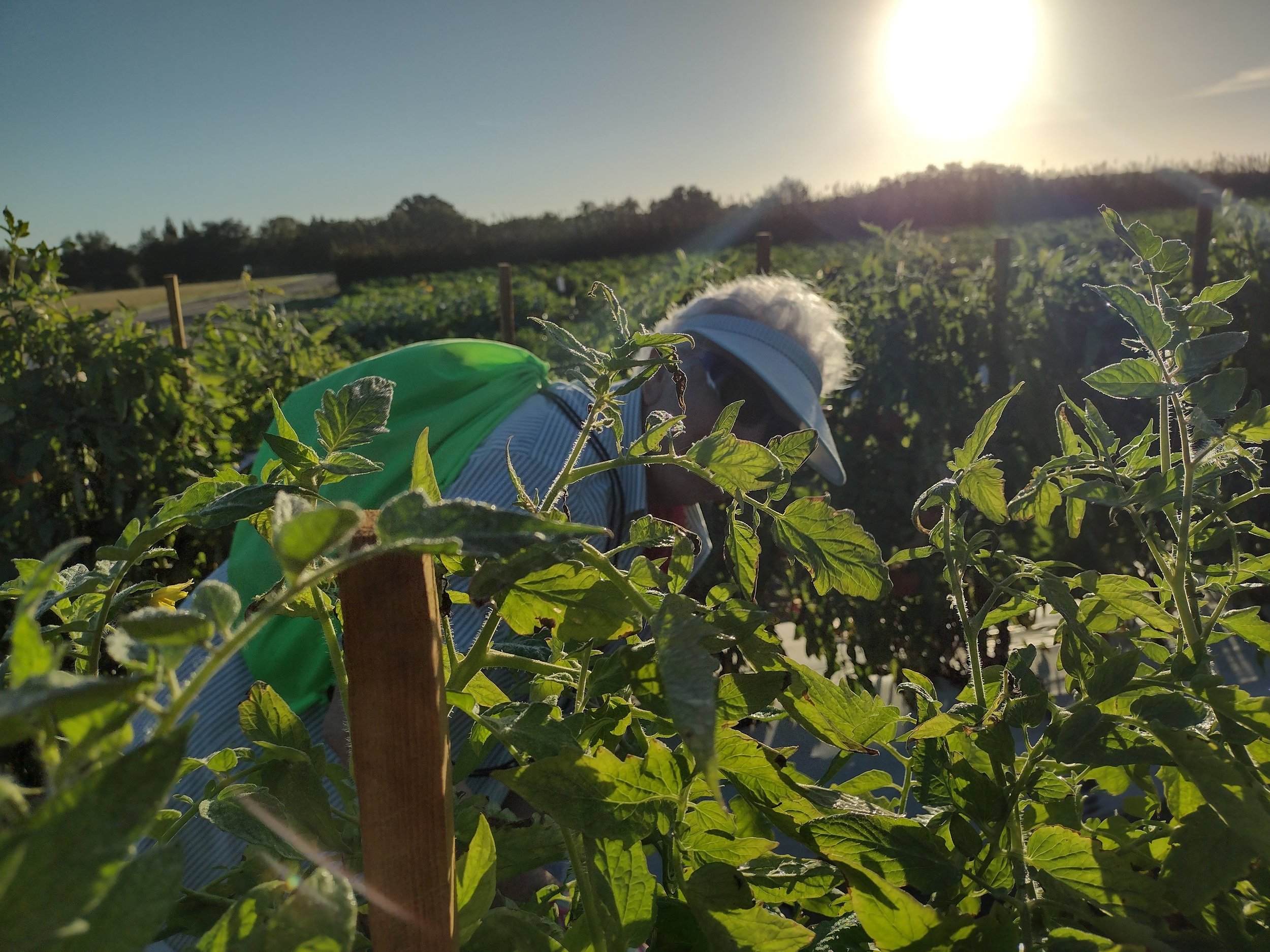 5/18 Gleaning at Enza Zaden - Wednesday Gleaning
