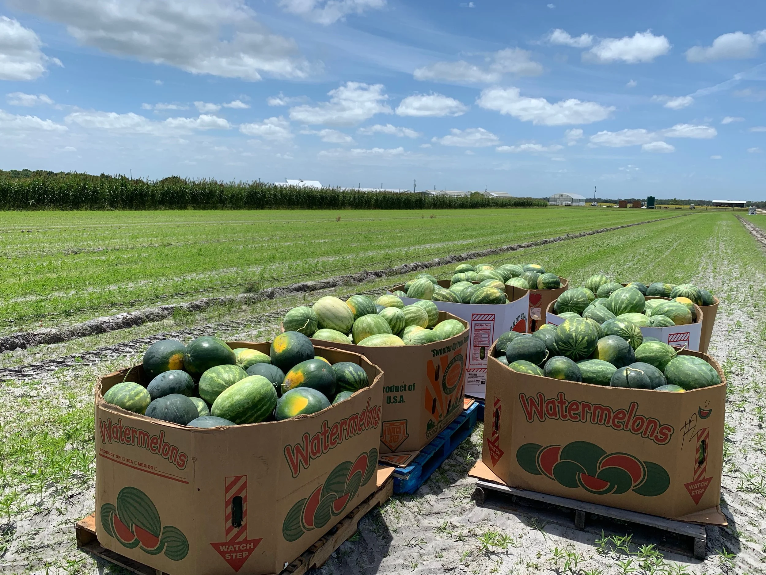 5/19 Gleaning at Enza Zaden - Shift 1