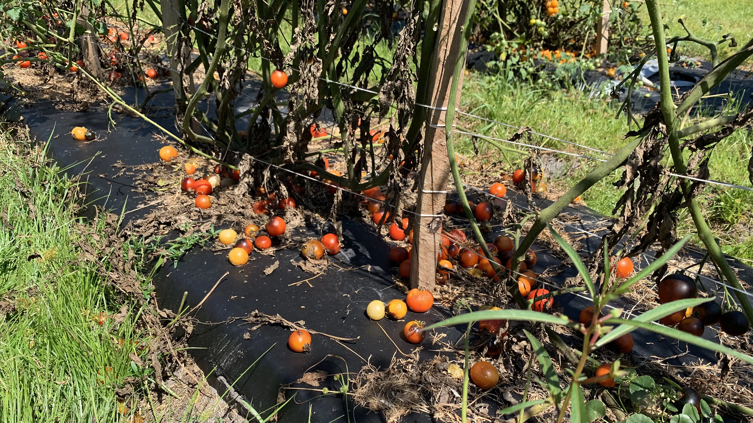 uneaten-tomatoes-left-at-farm-[2400x1350]-web.jpeg