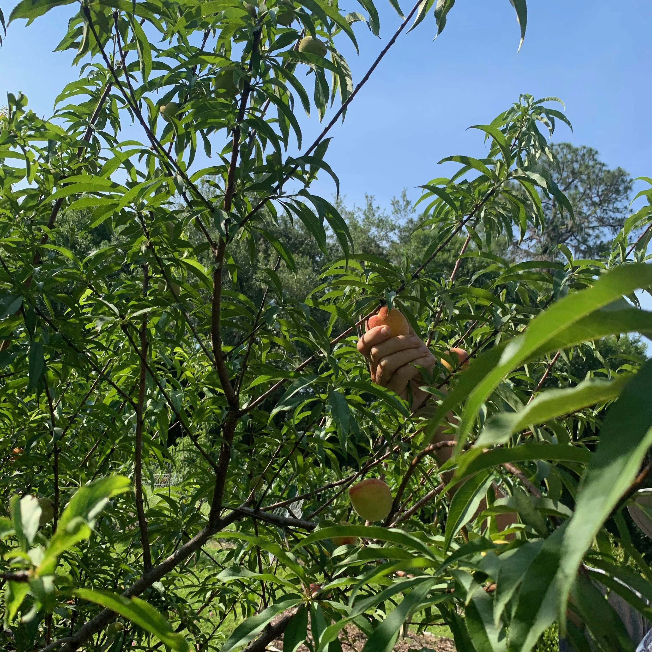 peach picking.jpeg