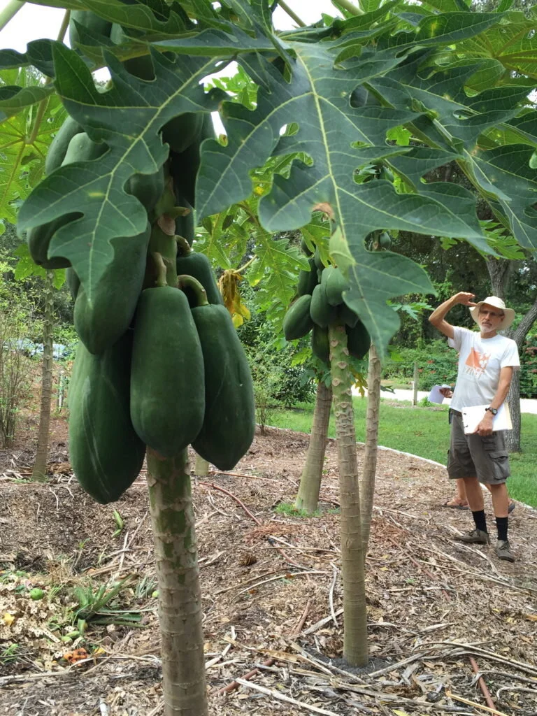fruit tree paradise workshop.jpg