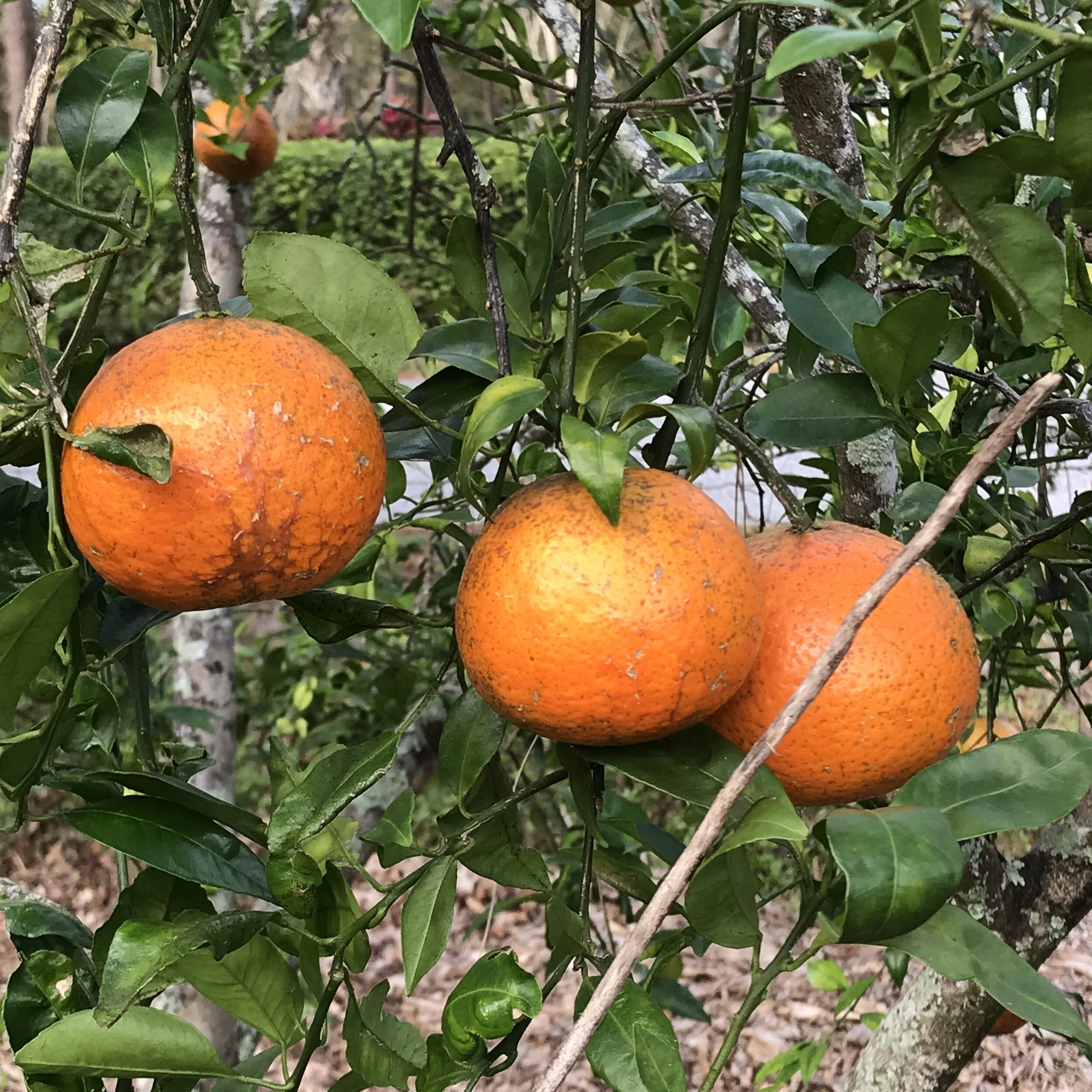 Embrace Abundance: Register for our Fruit Rescue Program