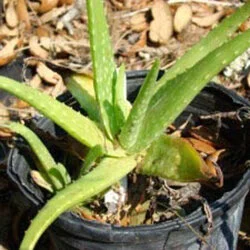 Aloe Vera. Photo by Deb Blount